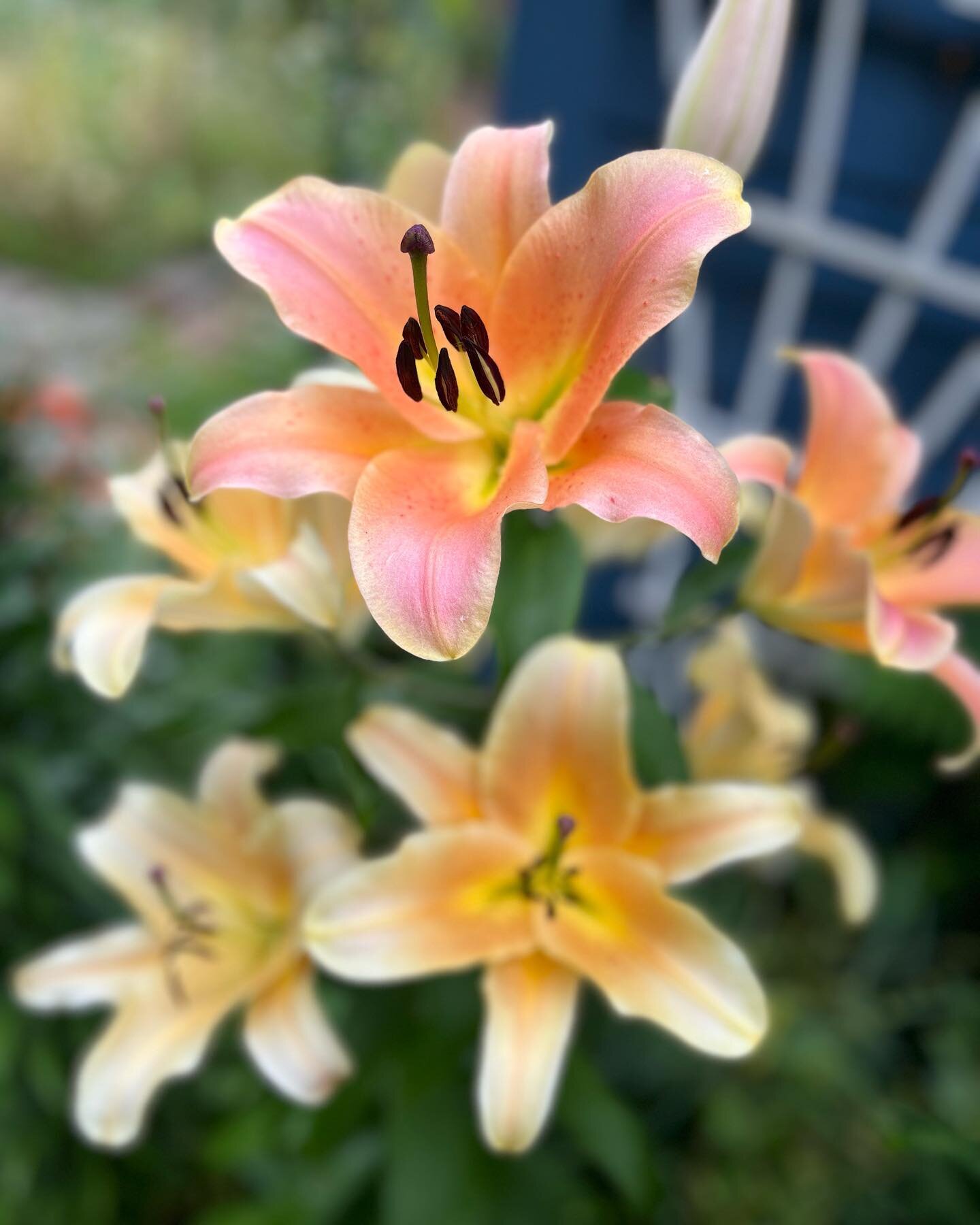 Have you seen these towers of lilies? They amaze my little senses! They are 7+ feet tall, smell like the most delicious natural perfume, and emit blooms and blooms! Tomorrow is the last day to sign up for the 7 week flower CSA through @47thavefarm. I