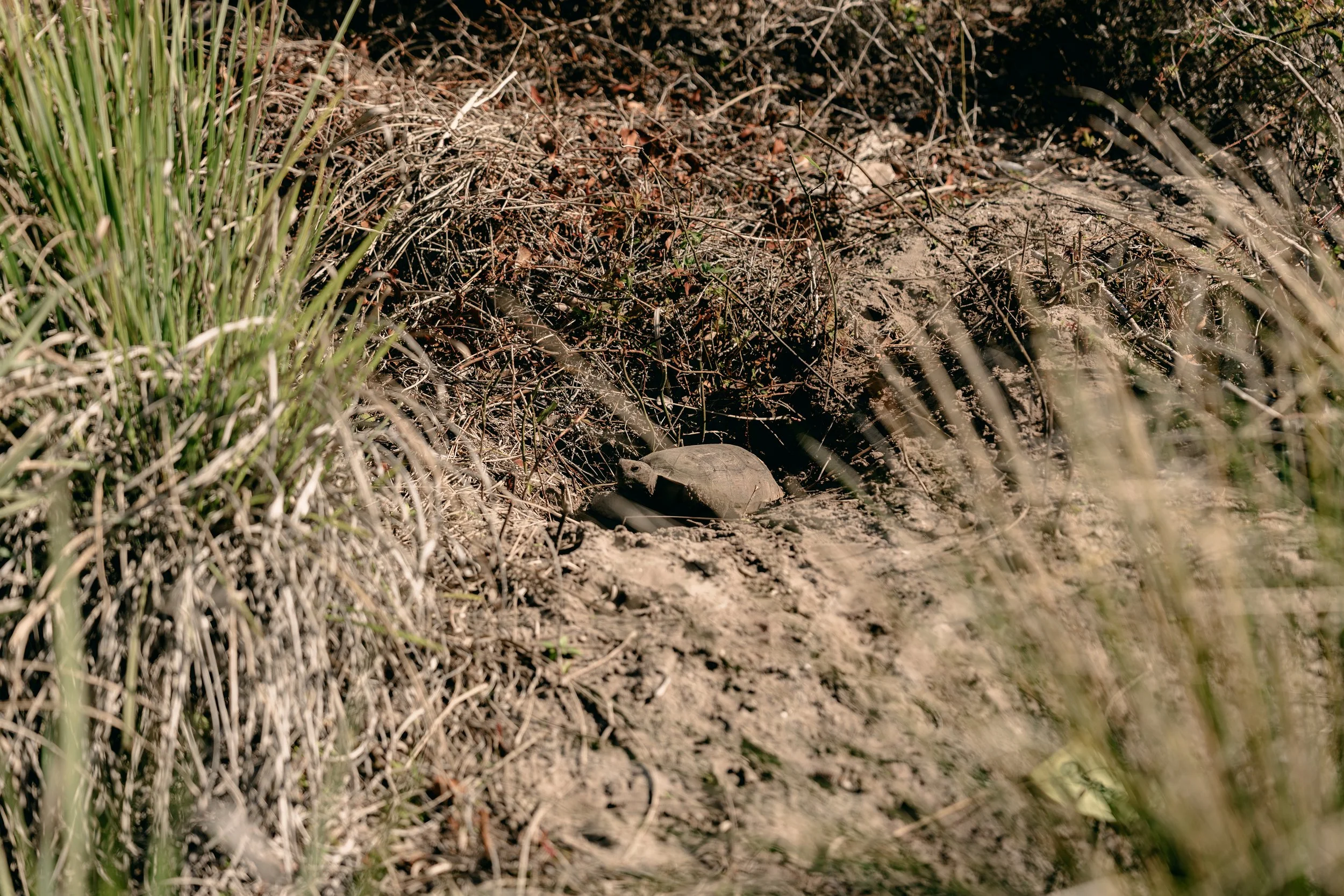 IG-Amelia 260305-3.JPG