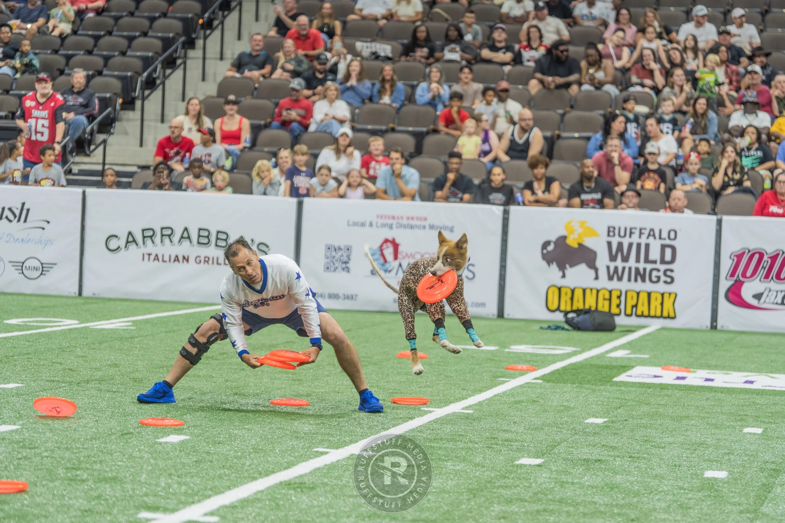 Sharks 260417-298.JPG