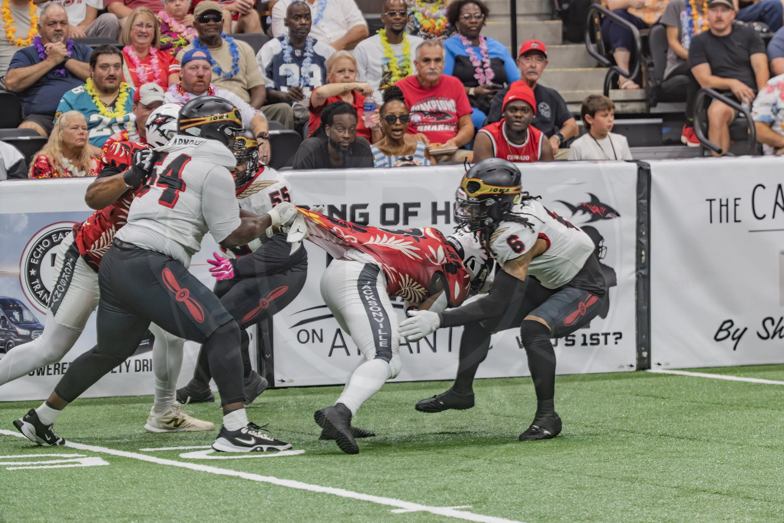 Sharks 260718-127.JPG