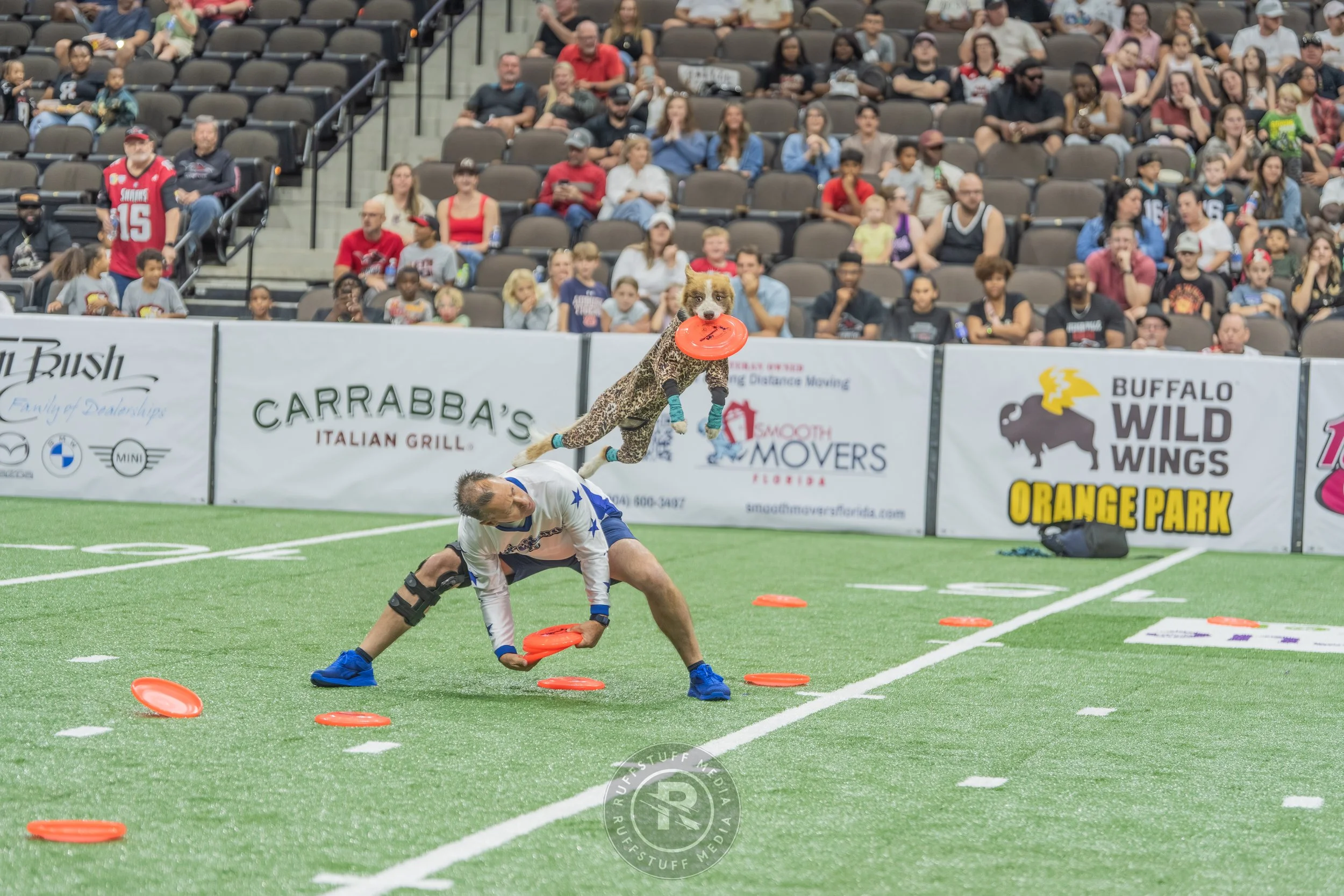 Sharks 260417-297.JPG