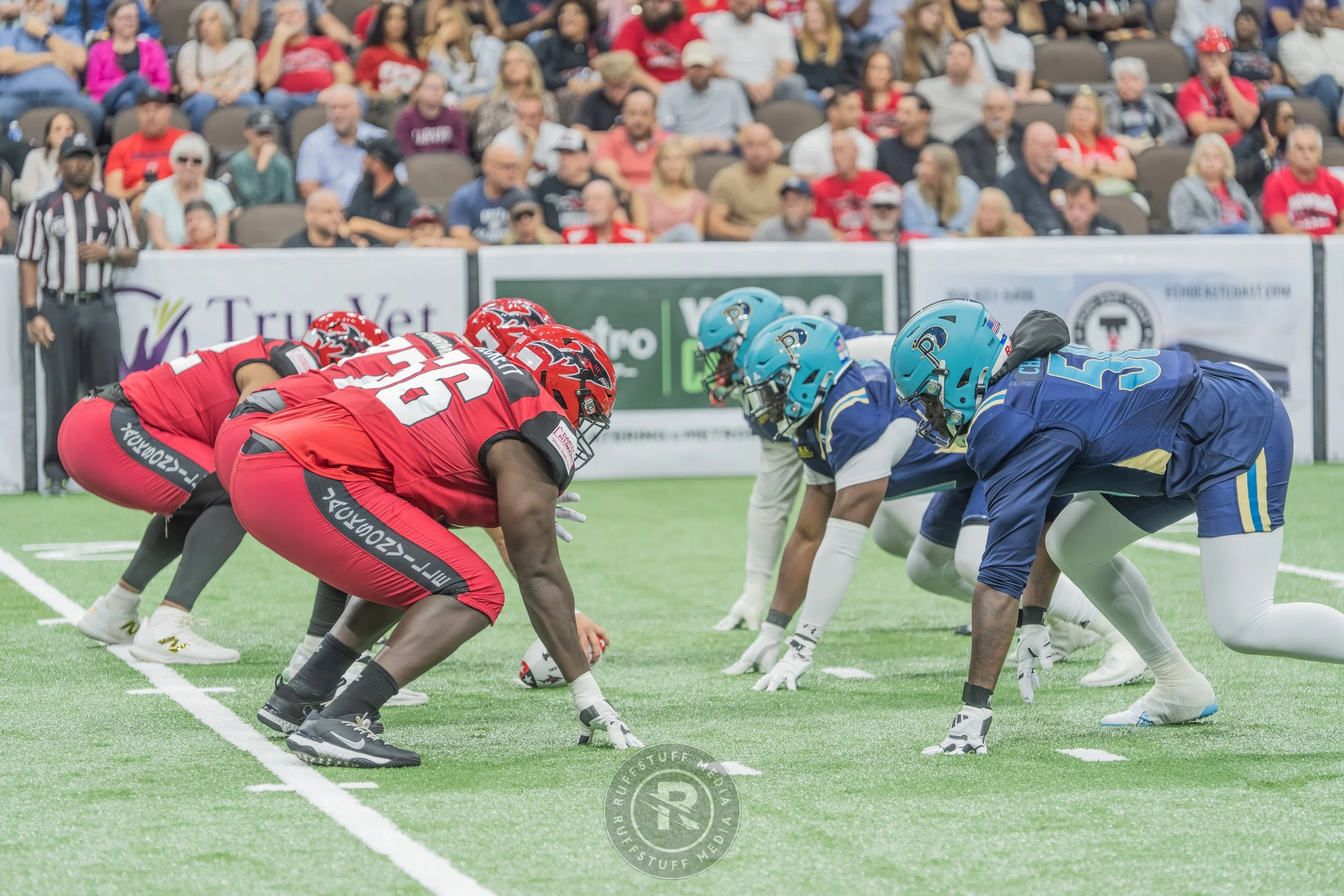 Sharks 260417-162.JPG