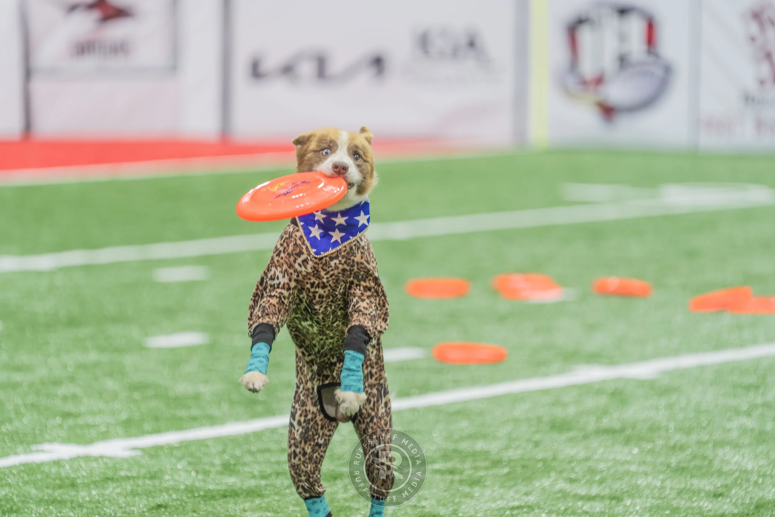 Sharks 260417-314.JPG