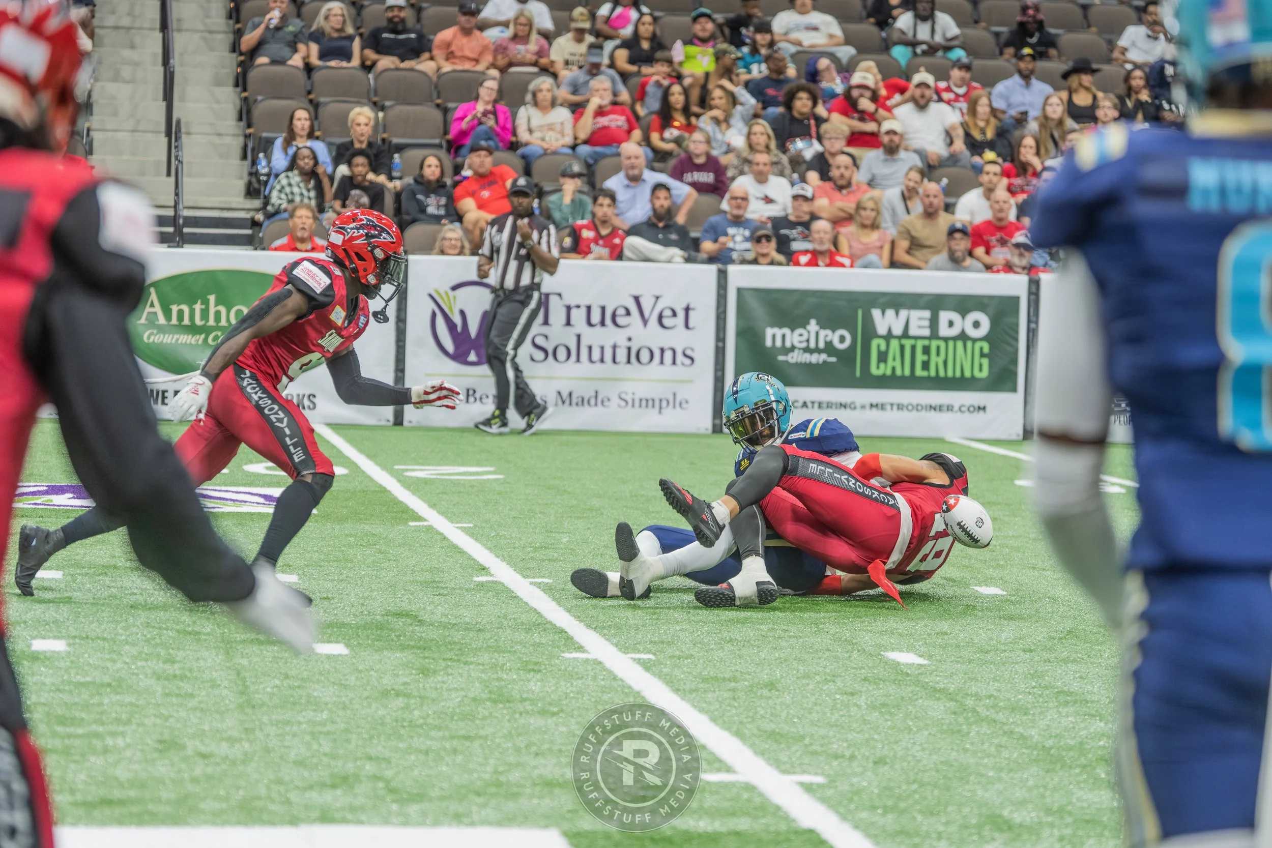 Sharks 260417-453.JPG