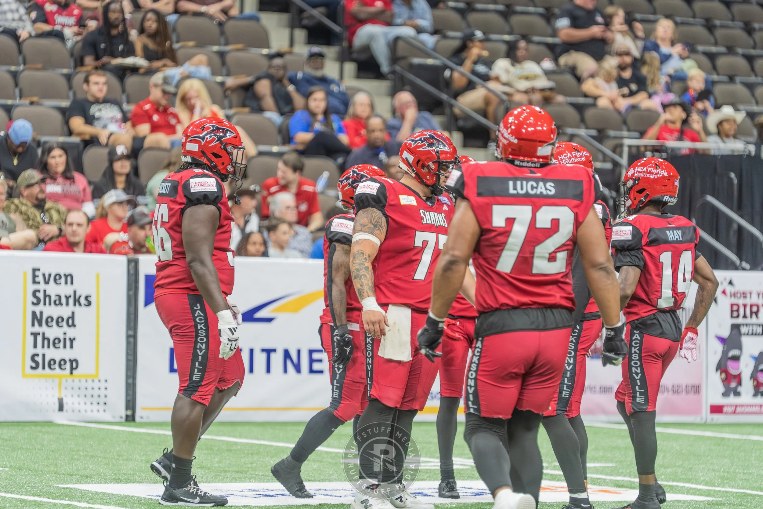 Sharks 260417-425_resize.JPG