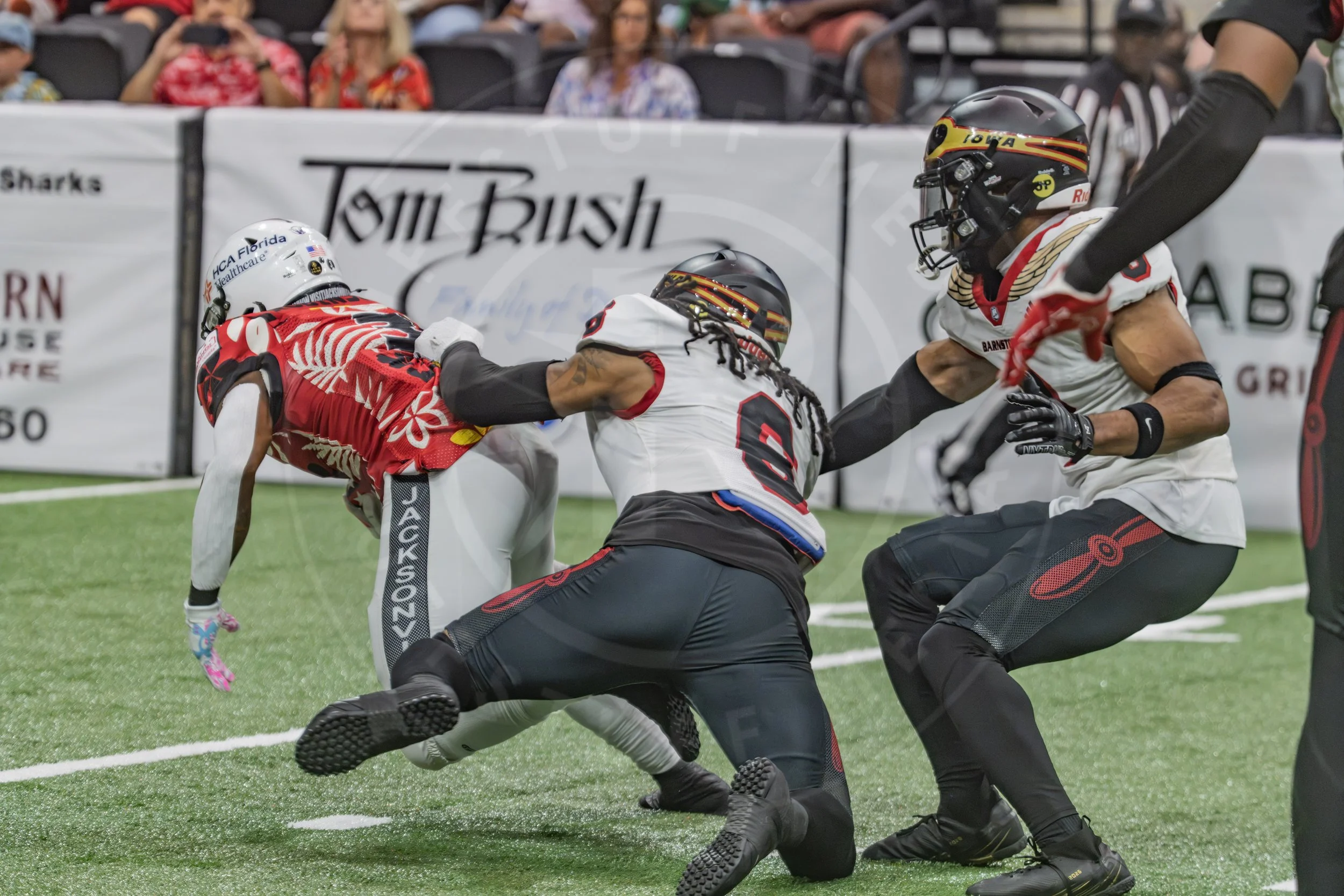 Sharks 260718-106.JPG