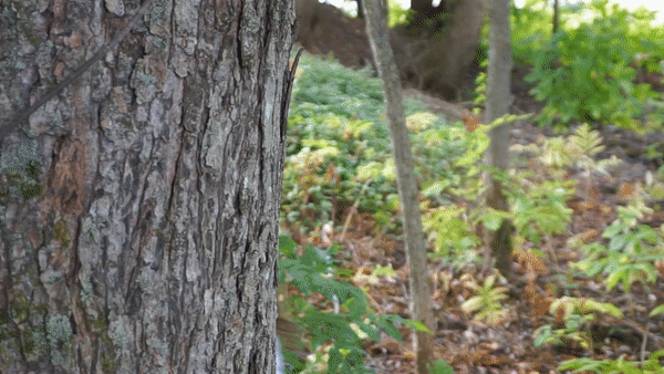 ezgif.com-gif-maker (1).gif