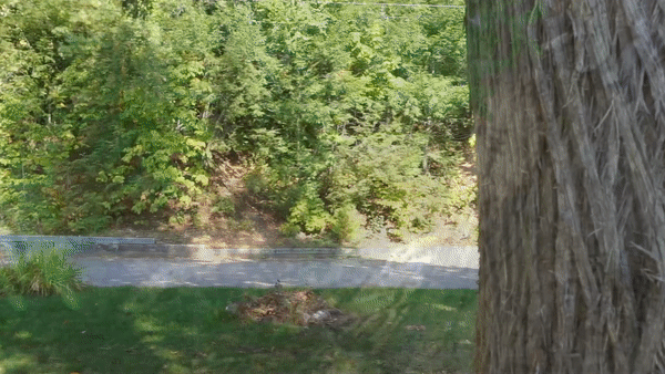 Cedar Pop Out GIF.gif