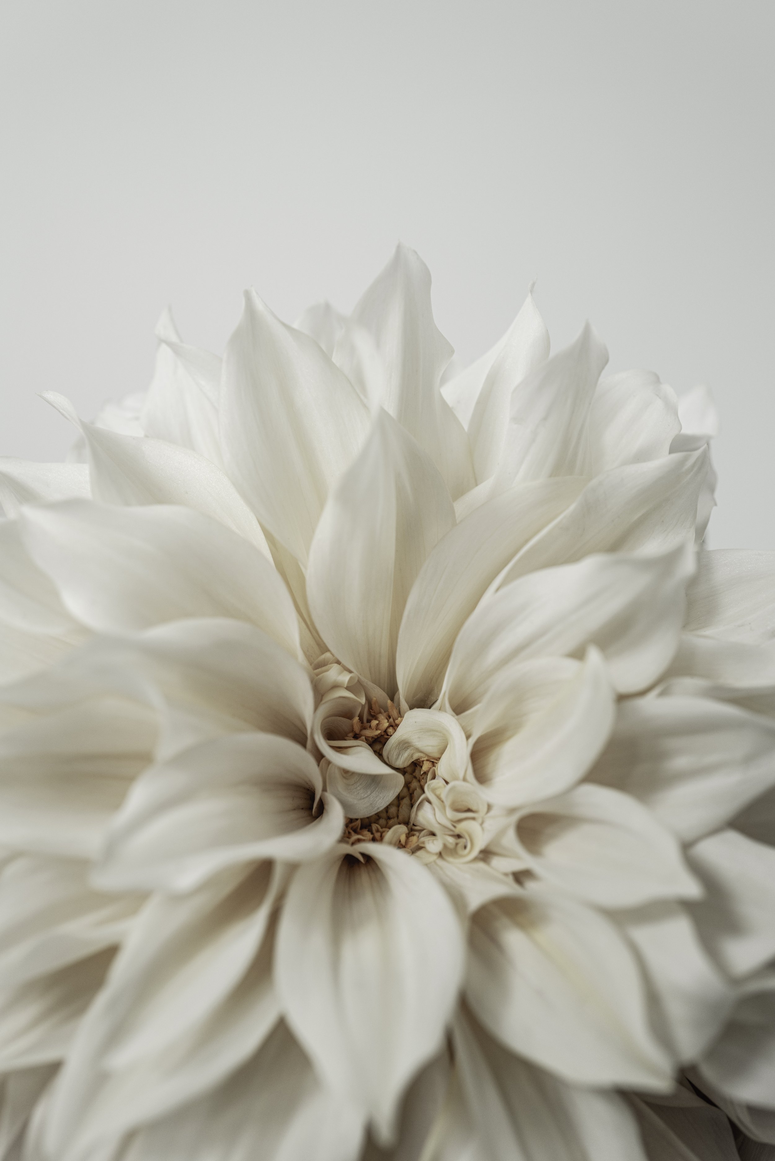 Dahlia.jpeg