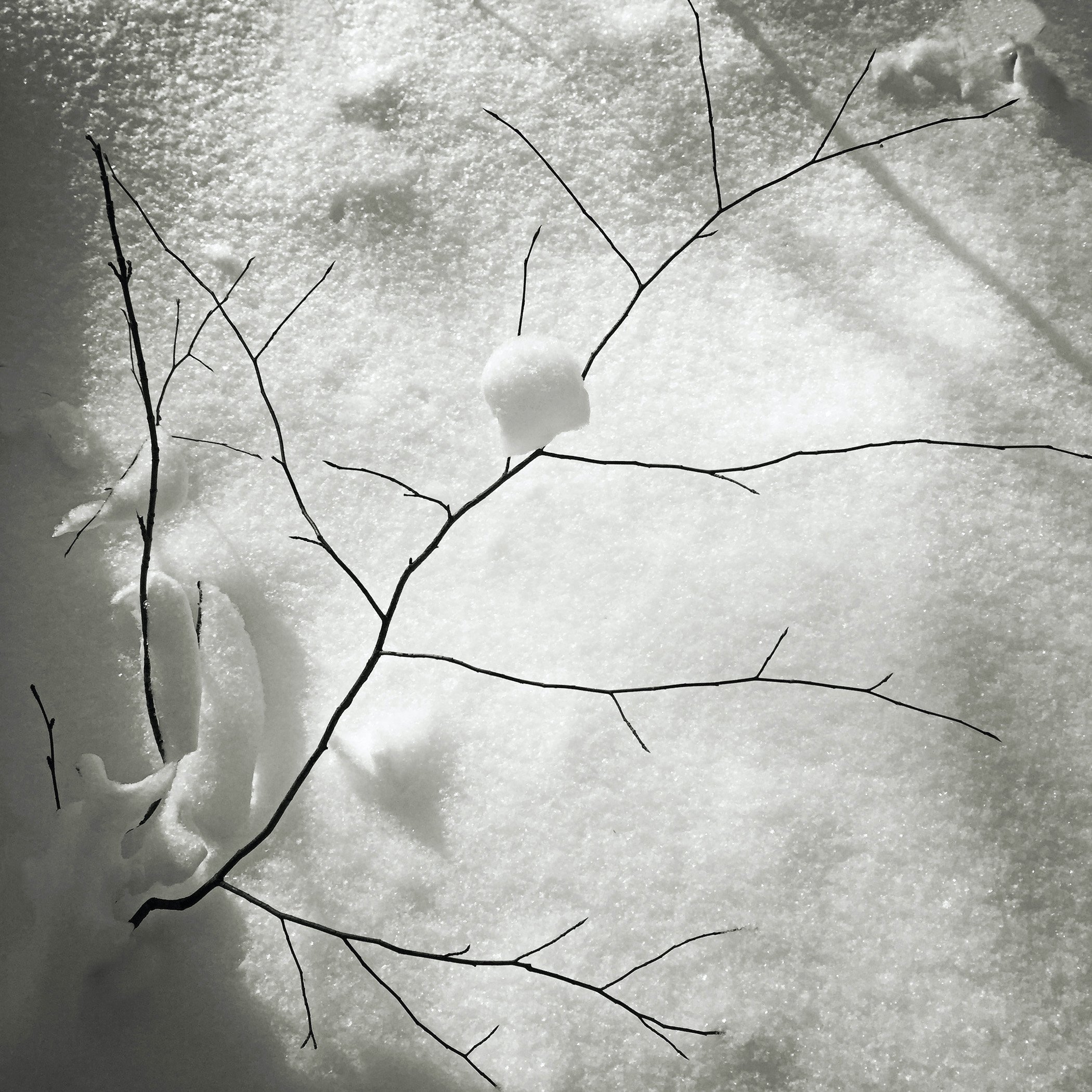 Be/Longing: Among Trees — Snow Bud