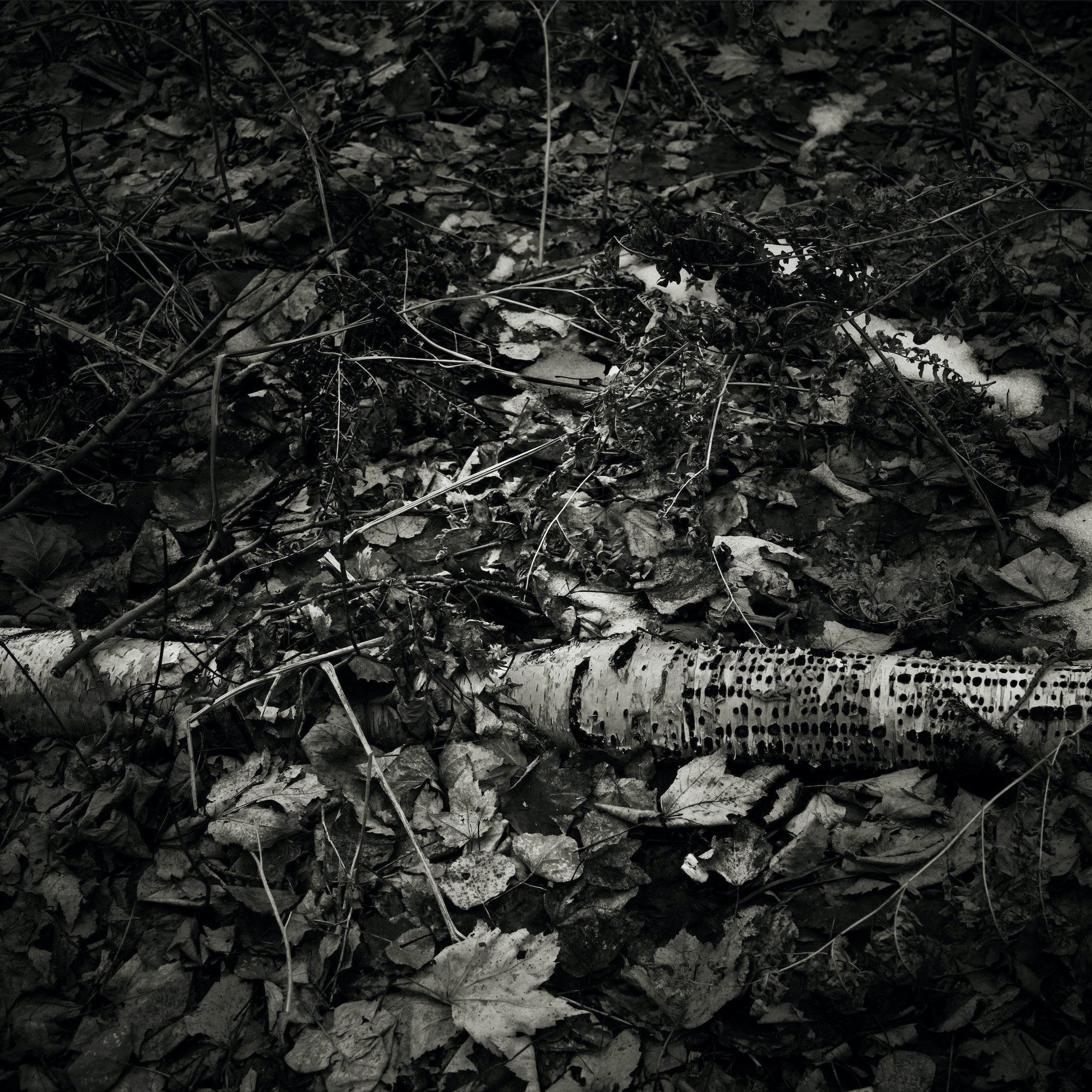 Be/Longing: Among Trees — Sapsucker