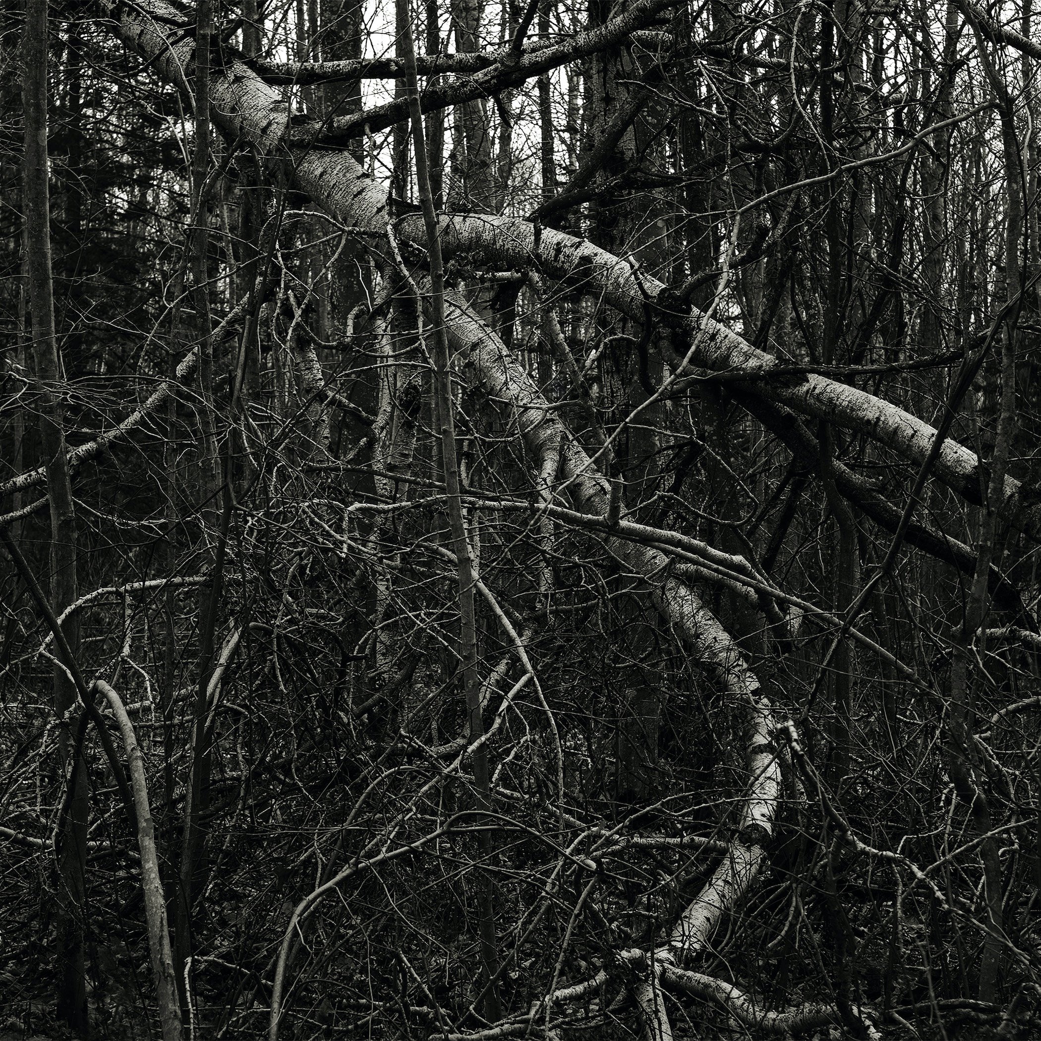 Be/Longing: Among Trees — Transforming
