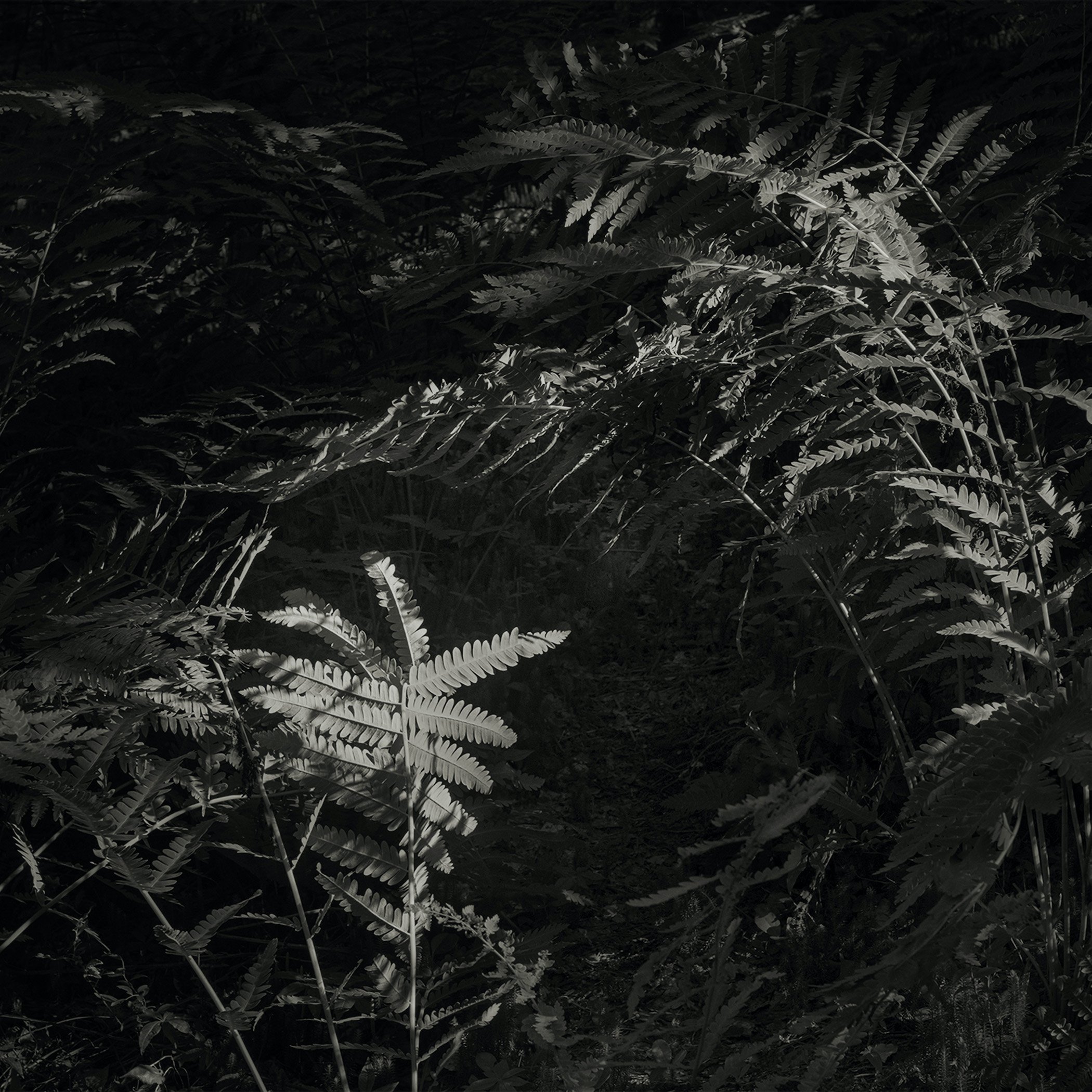 Be/Longing: Among Trees — Encircling