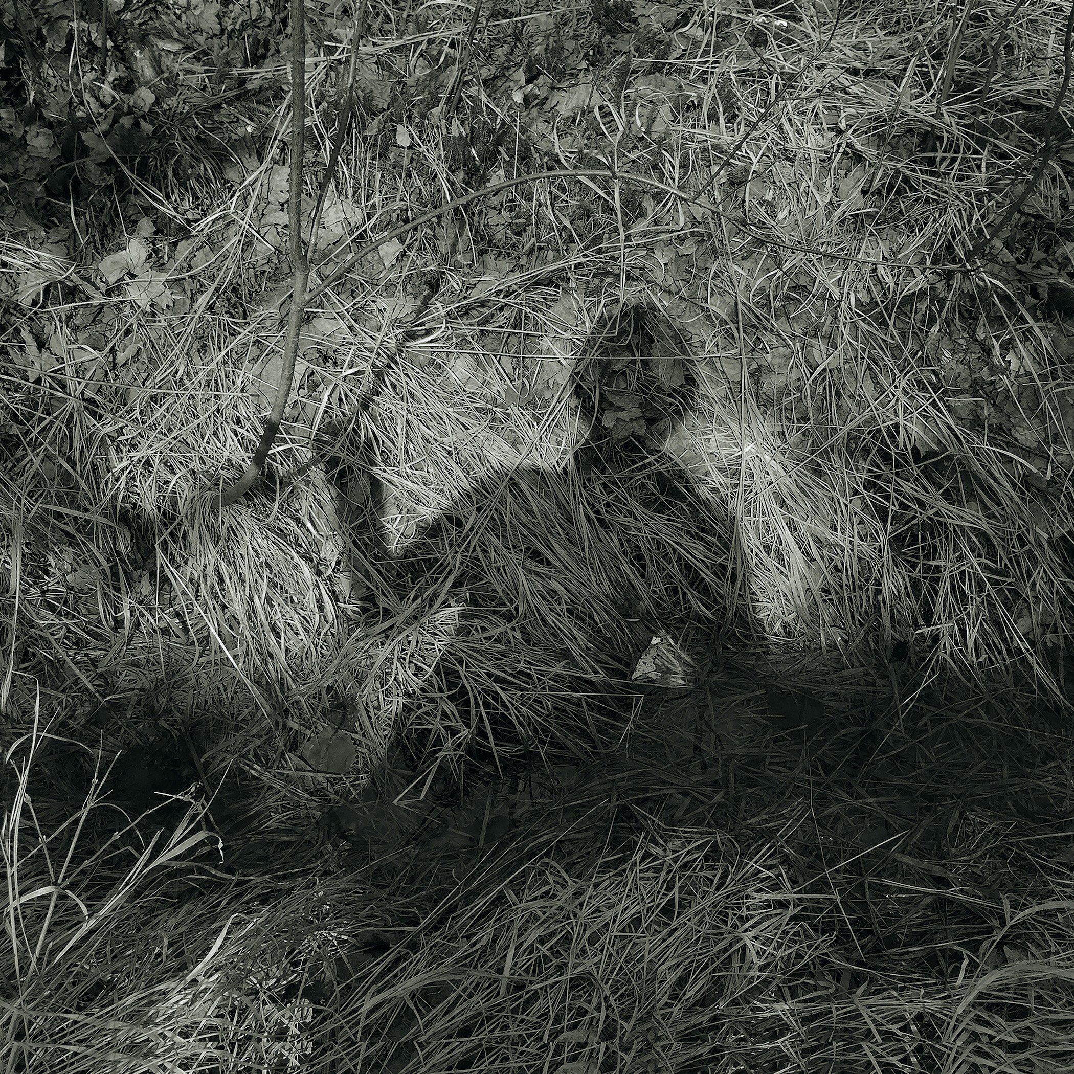 Be/Longing: Among Trees — Shadow Self