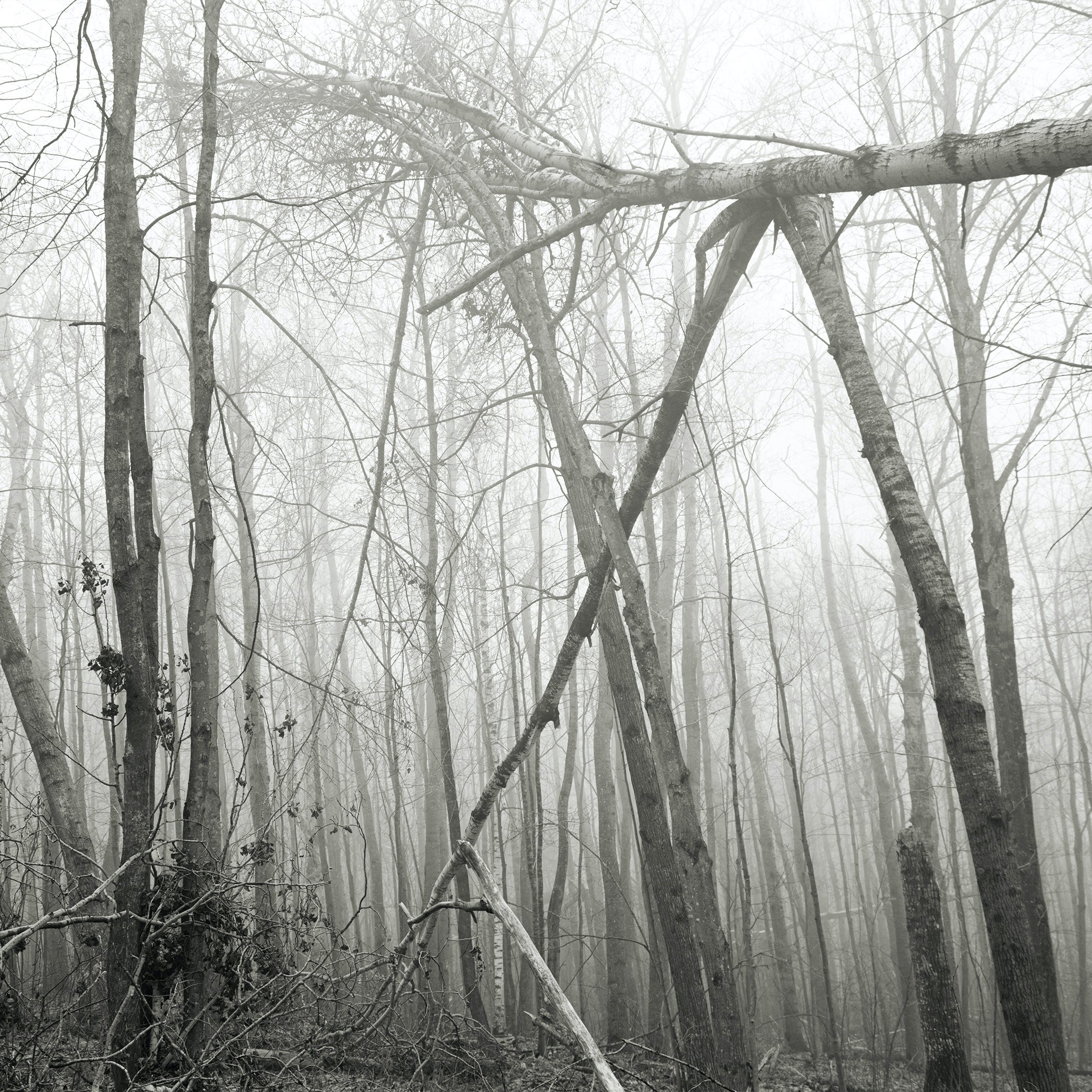 Be/Longing: Among Trees — Tenuous