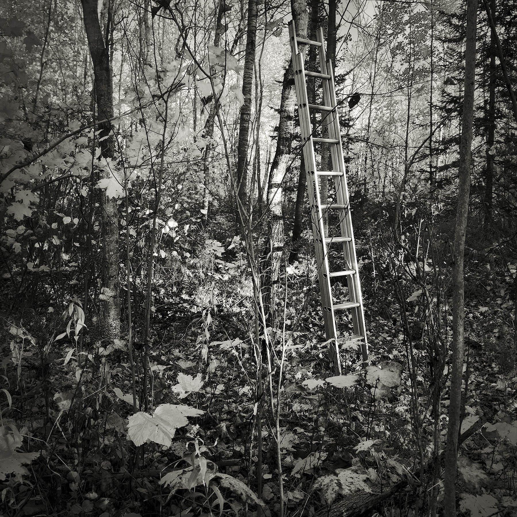 Be/Longing: Among Trees — Care