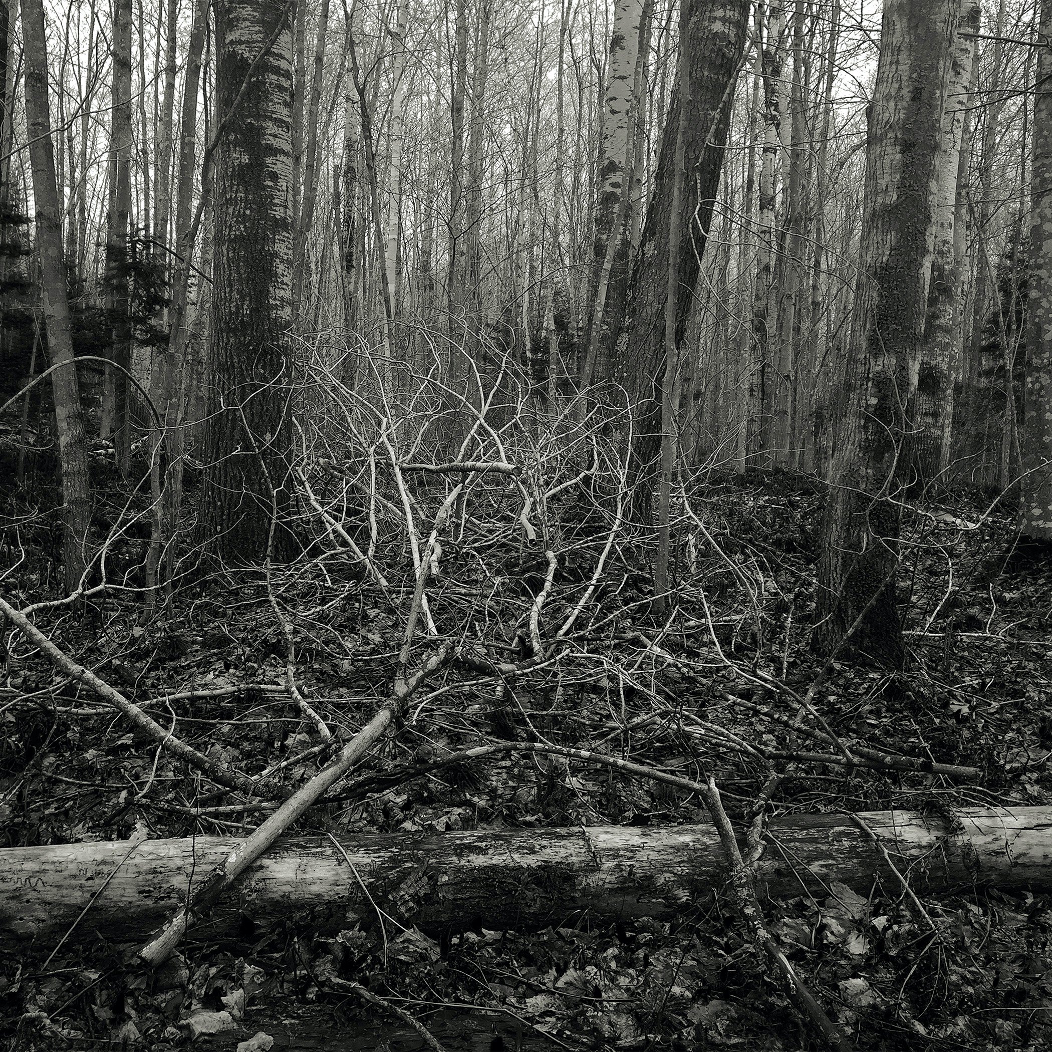 Be/Longing: Among Trees — Pruning