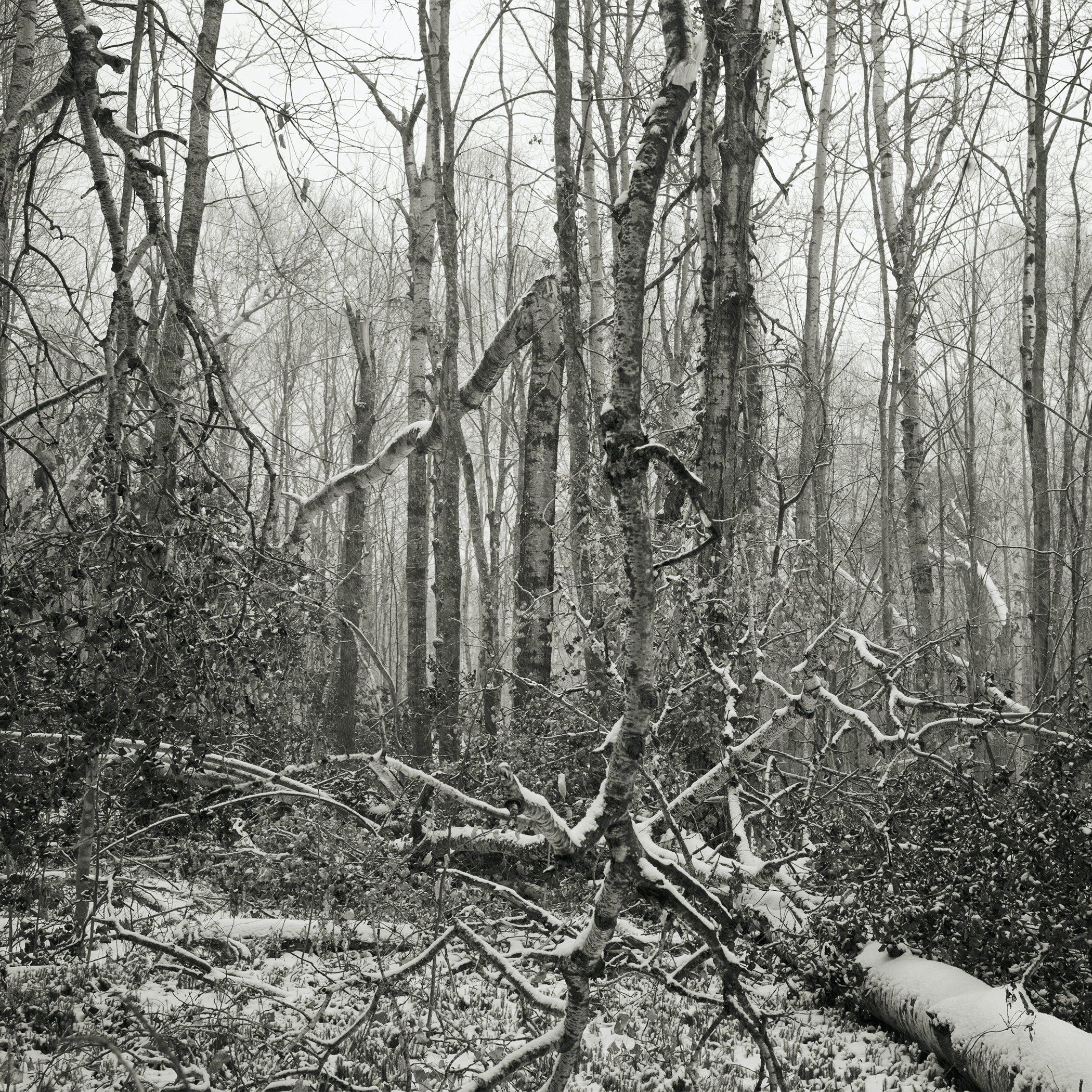 Be/Longing: Among Trees — Storm