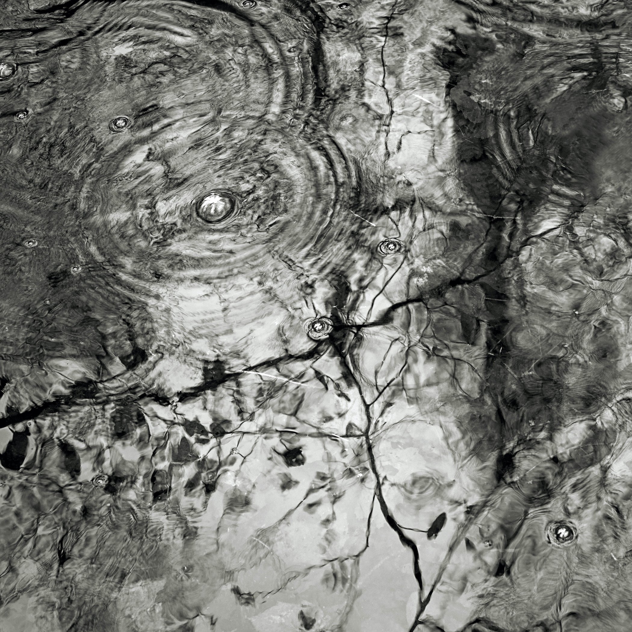Be/Longing: Among Trees — Raindrop