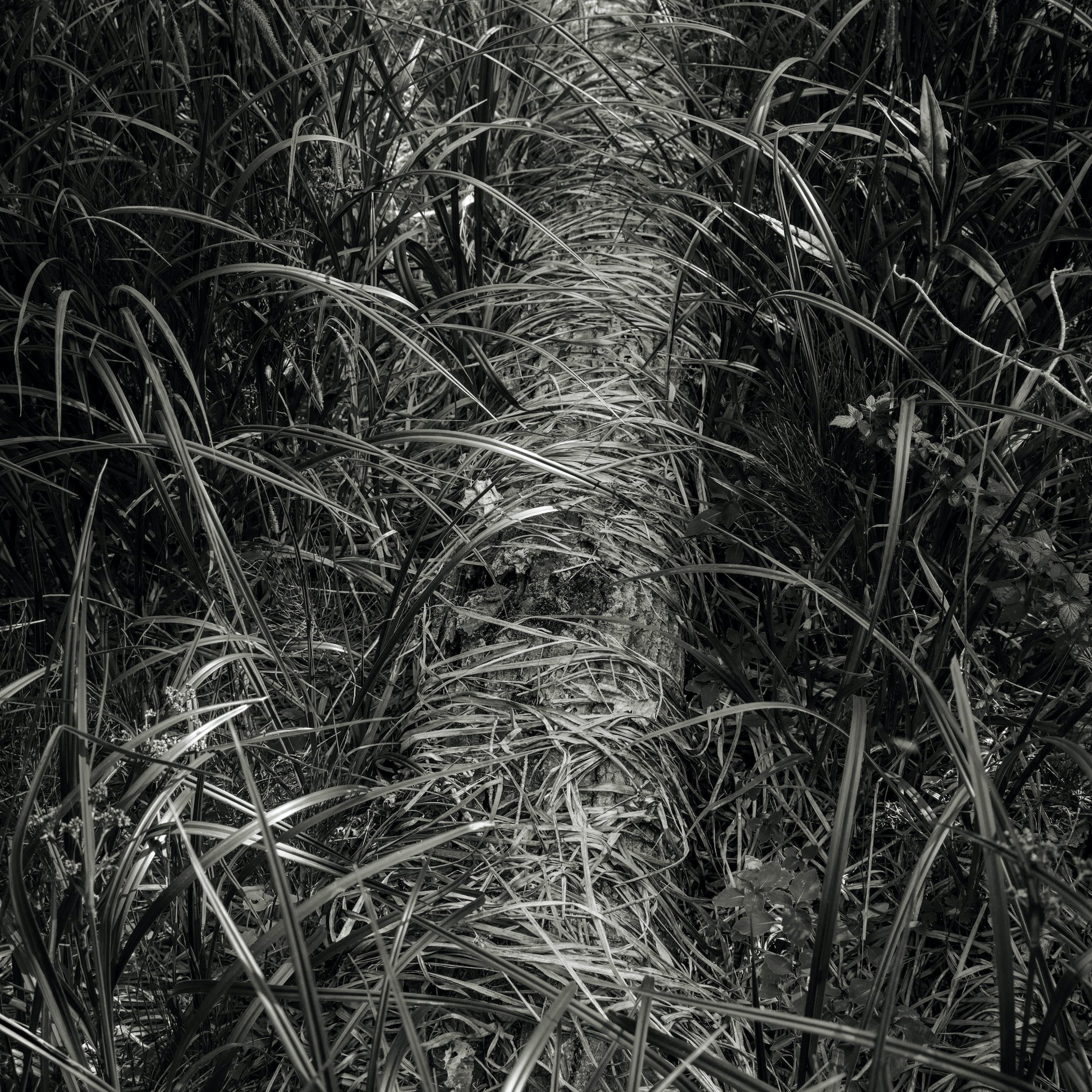 Be/Longing: Among Trees — Shroud