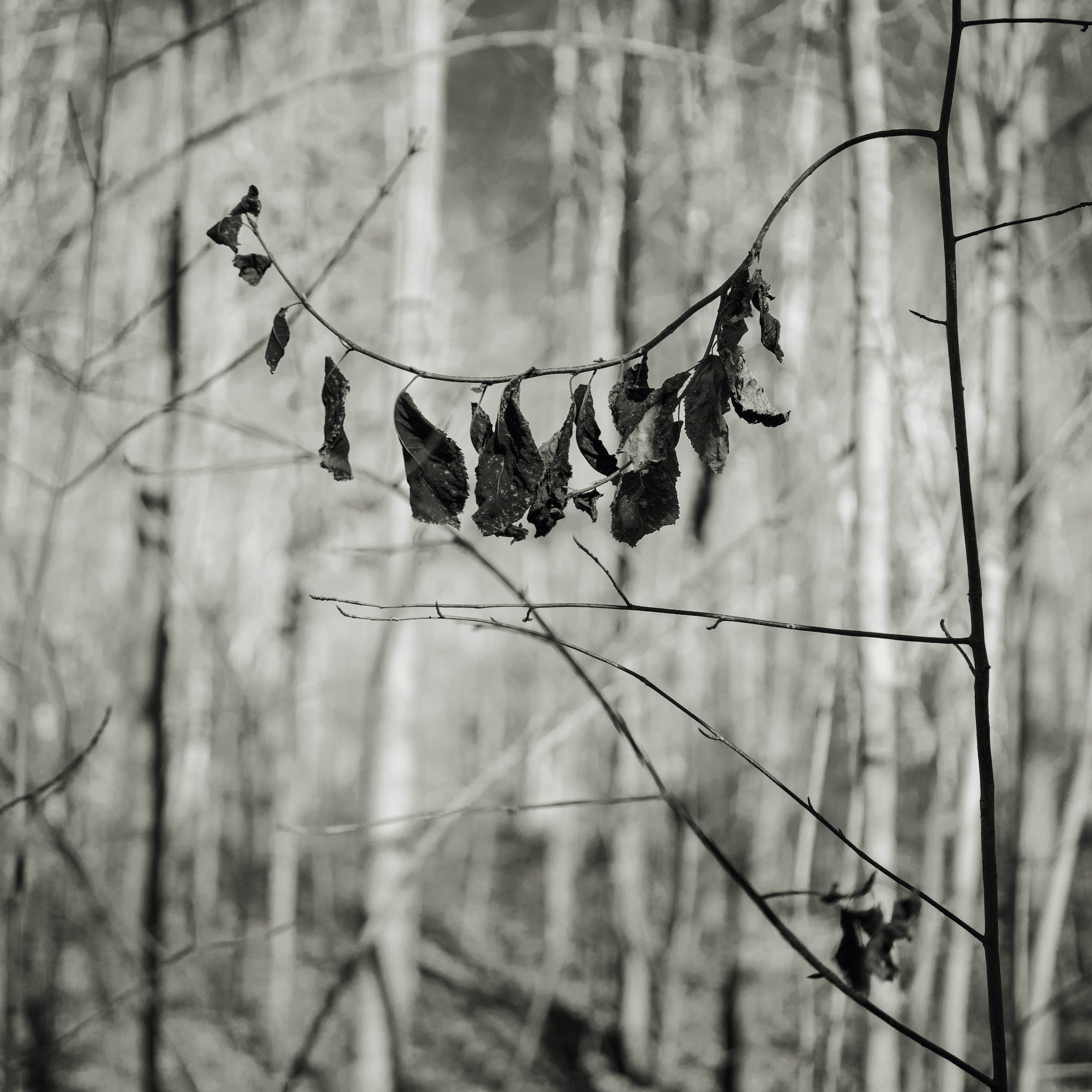 Be/Longing: Among Trees — Rhythm