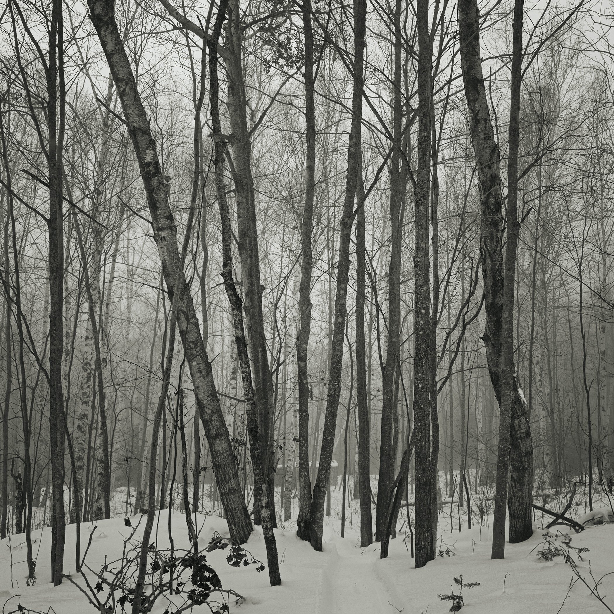Be/Longing: Among Trees — Conversation