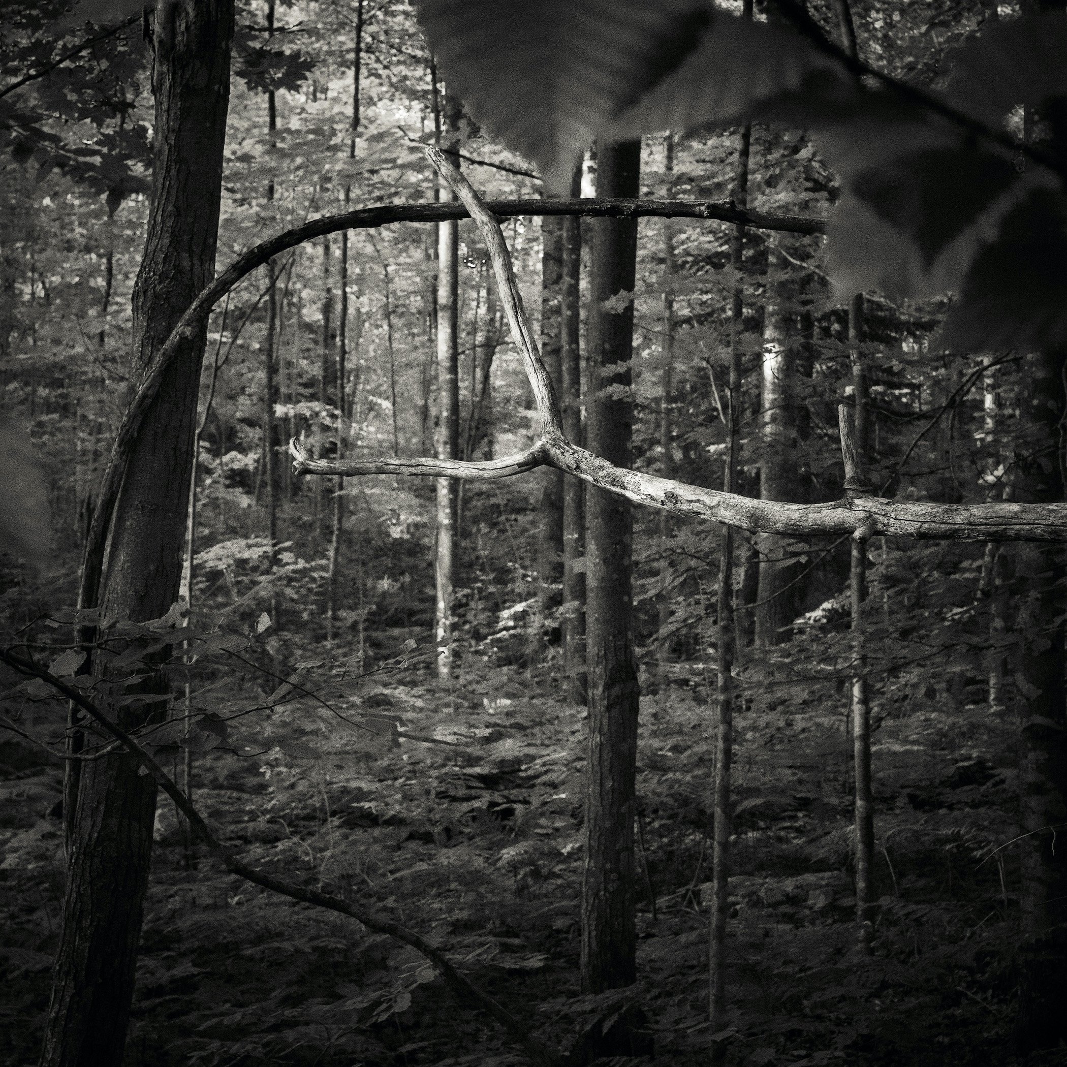 Be/Longing: Among Trees — Reaching