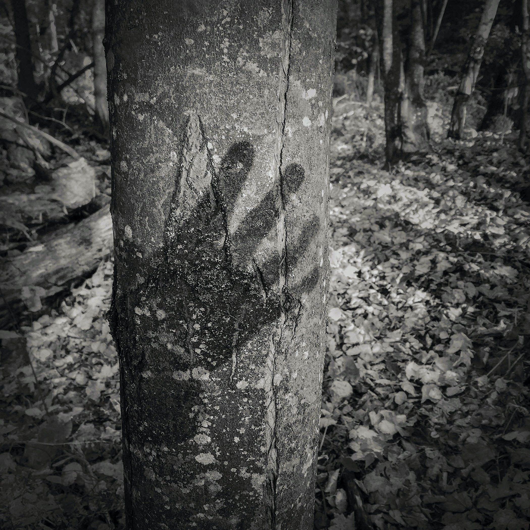 Be/Longing: Among Trees — Touch
