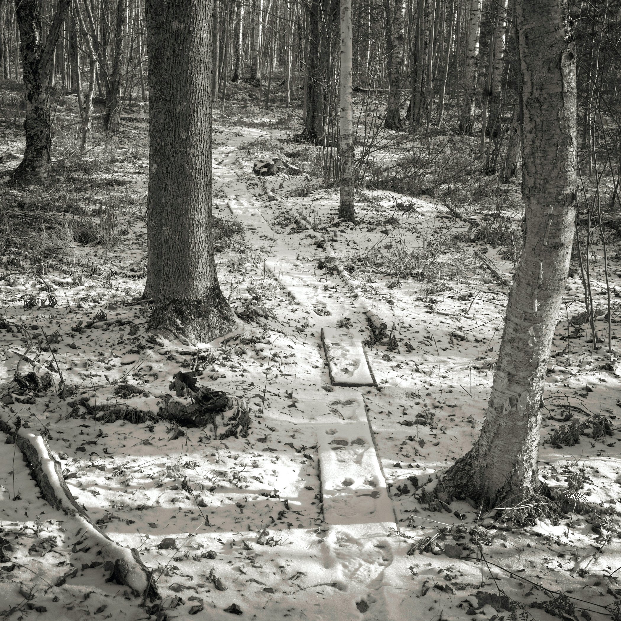 Be/Longing: Among Trees — Invitation