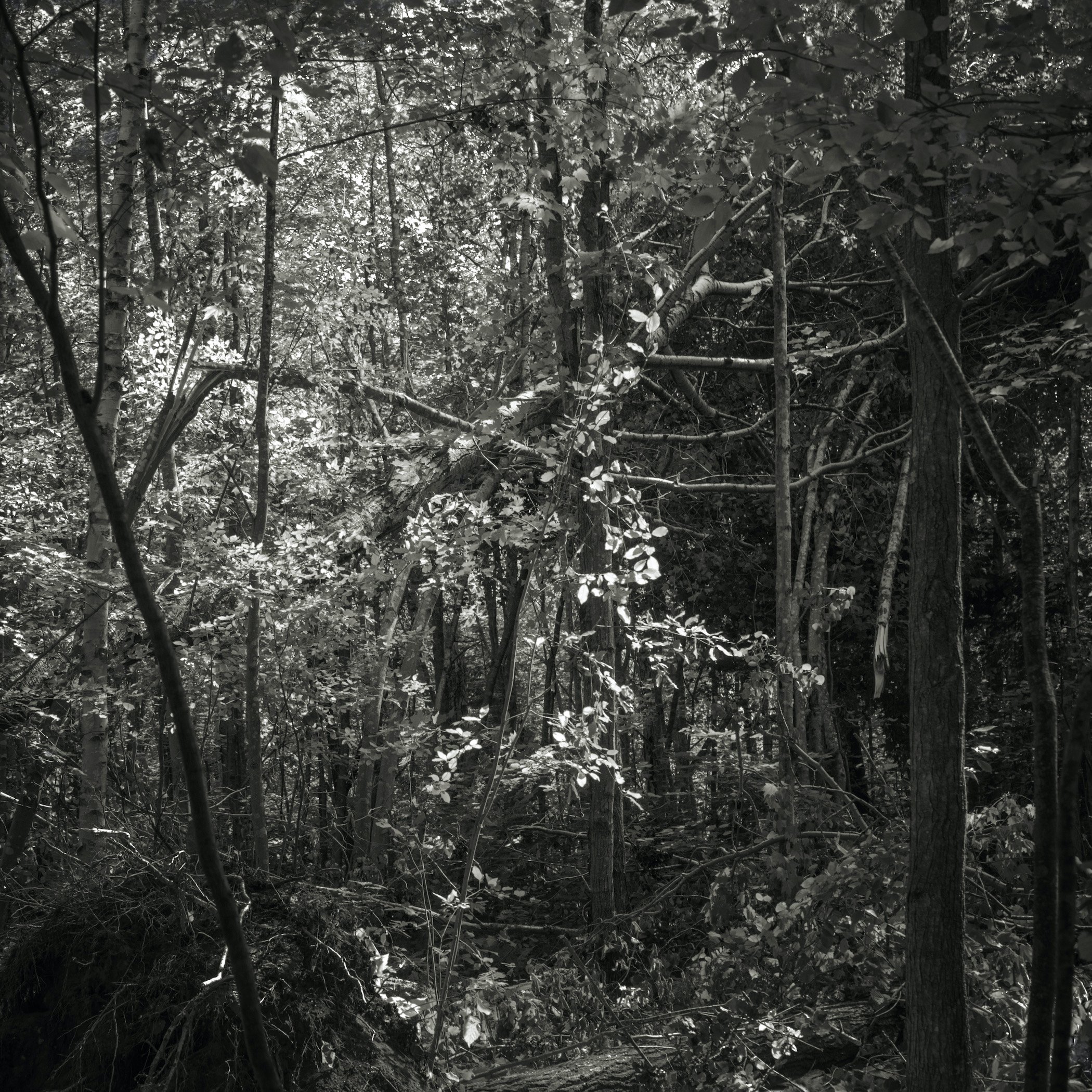 Be/Longing: Among Trees — Bathed in Light