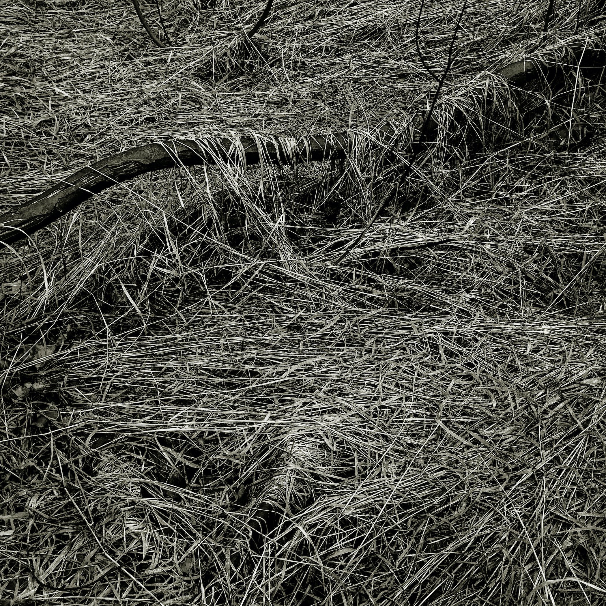 Be/Longing: Among Trees — Curving