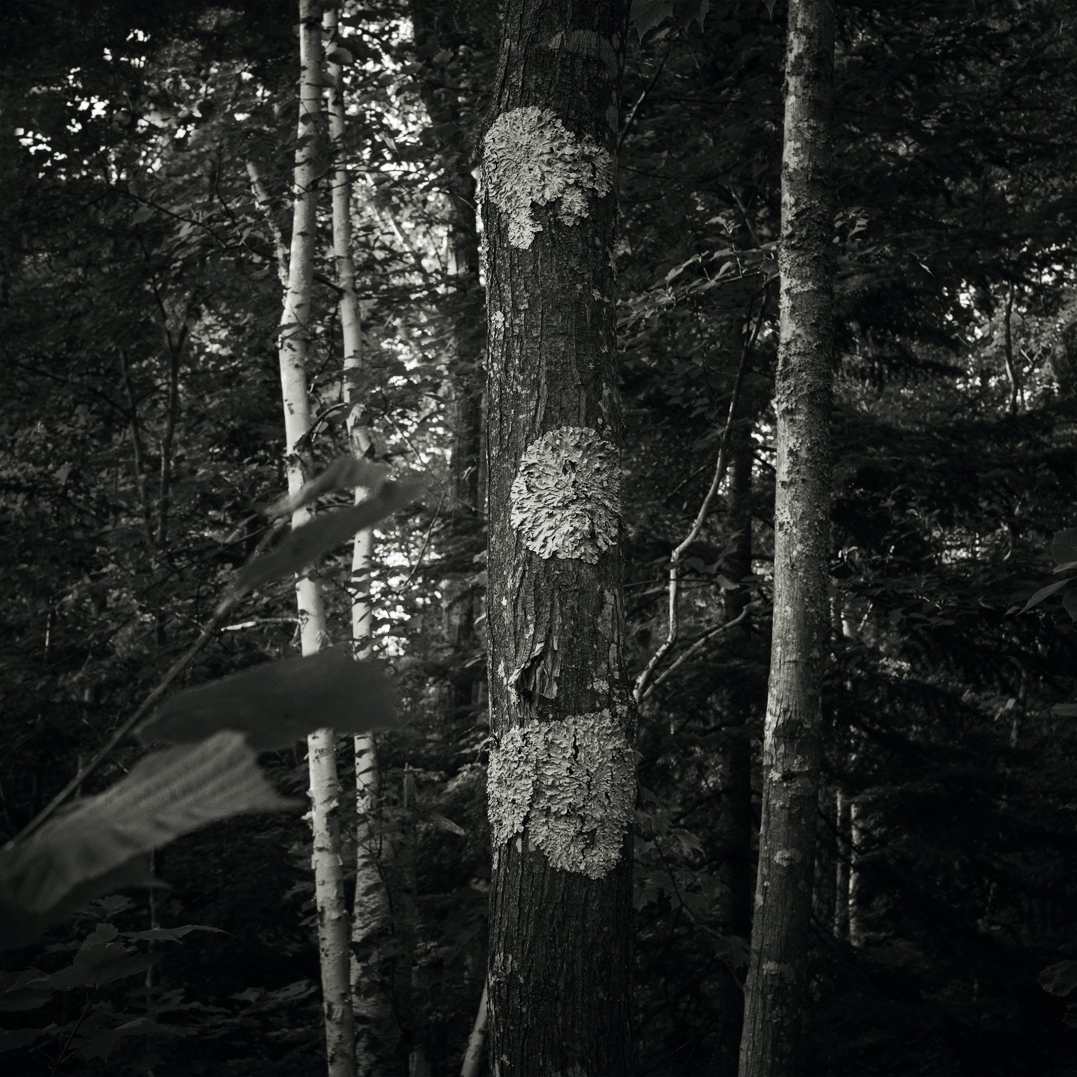 Be/Longing: Among Trees — Symbol