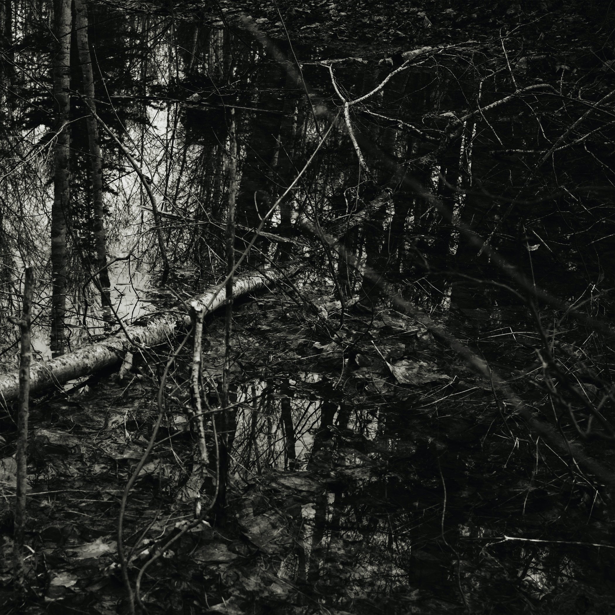 Be/Longing: Among Trees — Evening