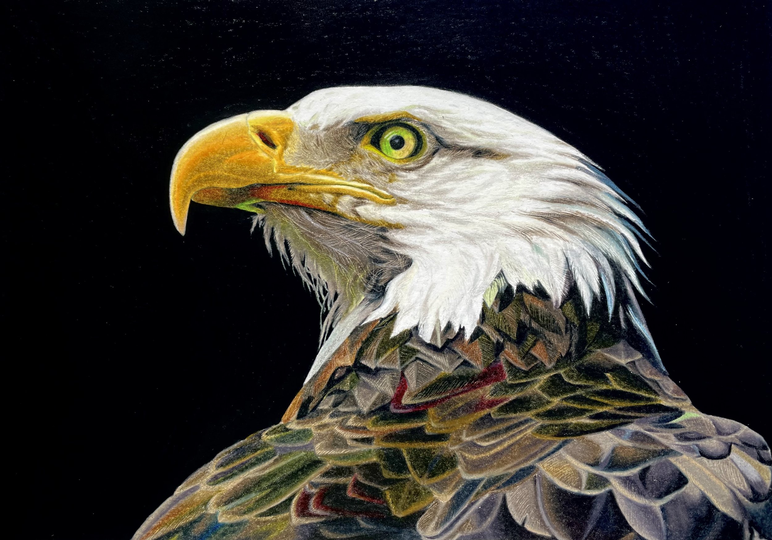 Bald Eagle