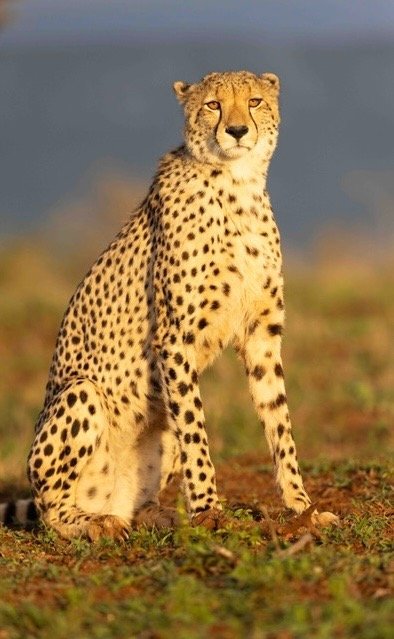 Cheetah