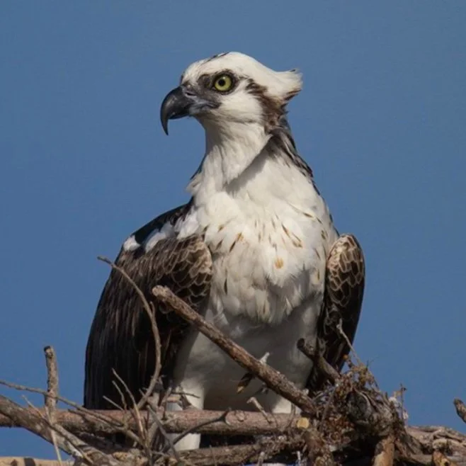 Osprey