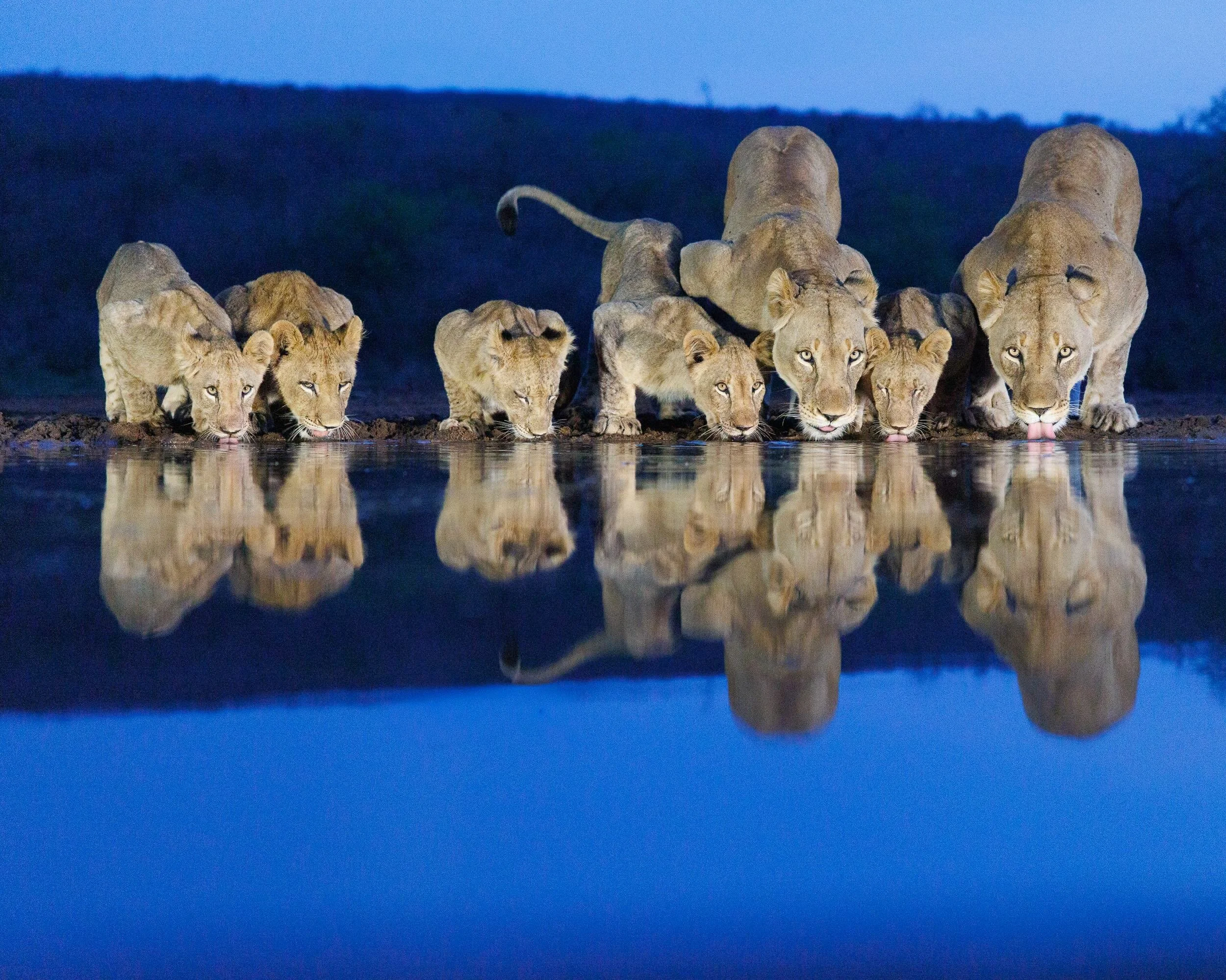 LIONS at the WATERING HOLE_WEB.jpeg
