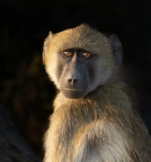 From Chobe to Zimanga: A Journey Through Africa’s Wild Beauty