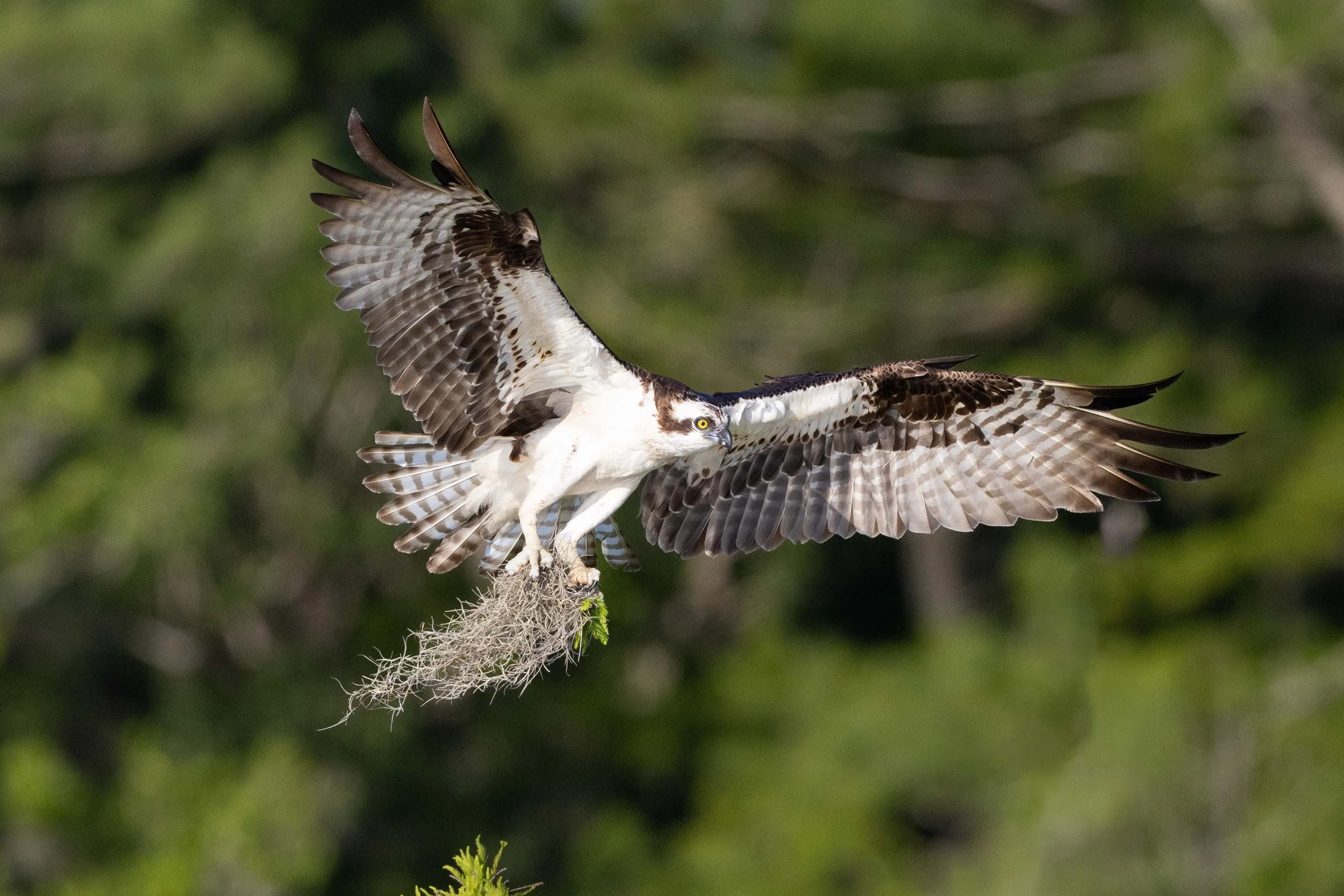 Blue cypress more nesting material photographed by Patrice Miller Wildlife Photographer
