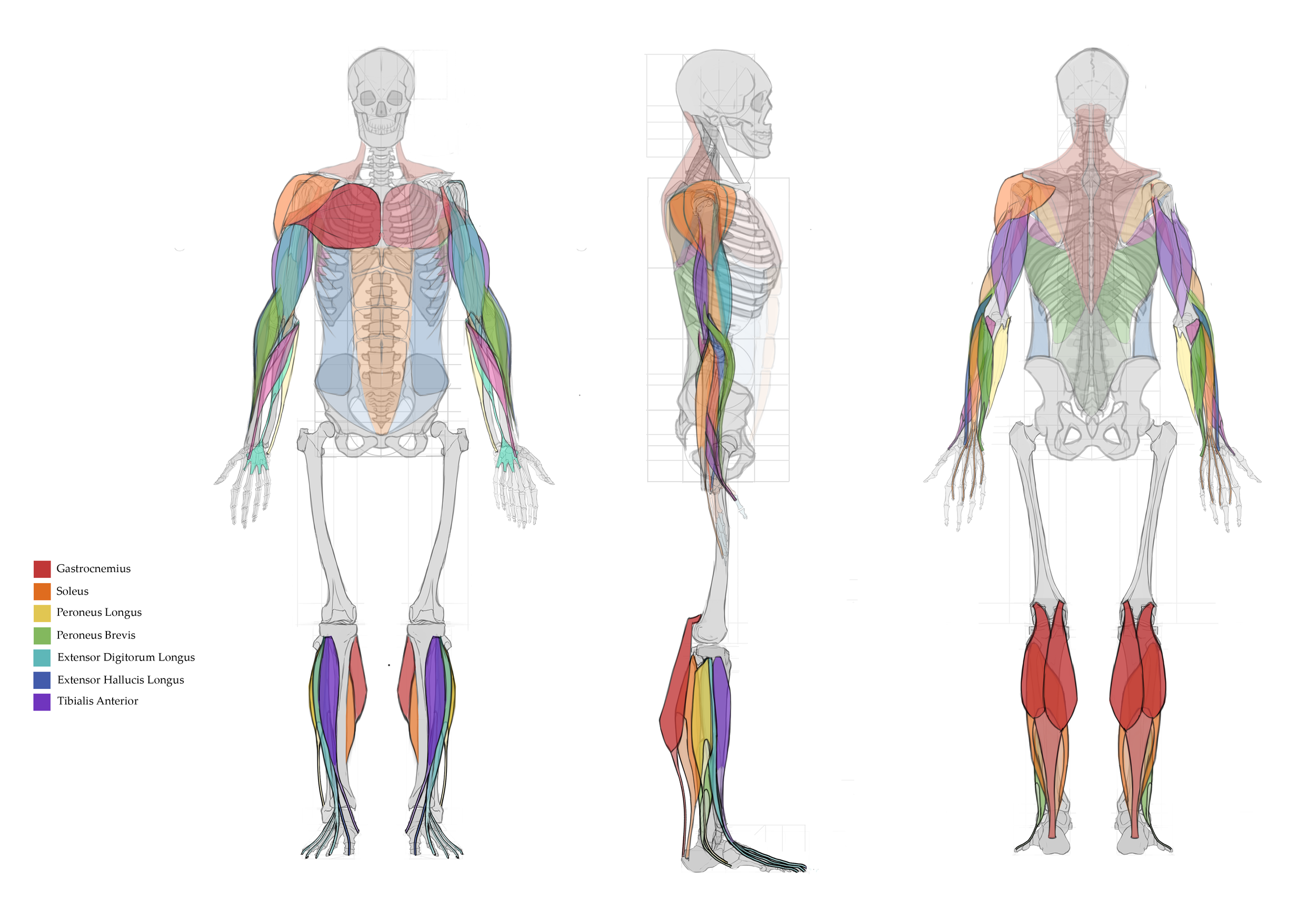 Borisova_Ekaterina_VEED3400_Lower_Leg_Full_Skeleton.png
