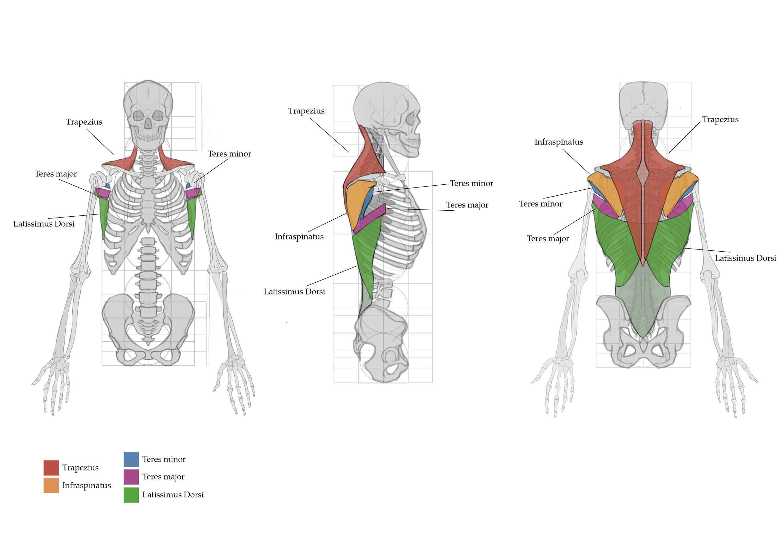 Borisova_Ekaterina_VEED3400_Anatomy_Week7_a.png