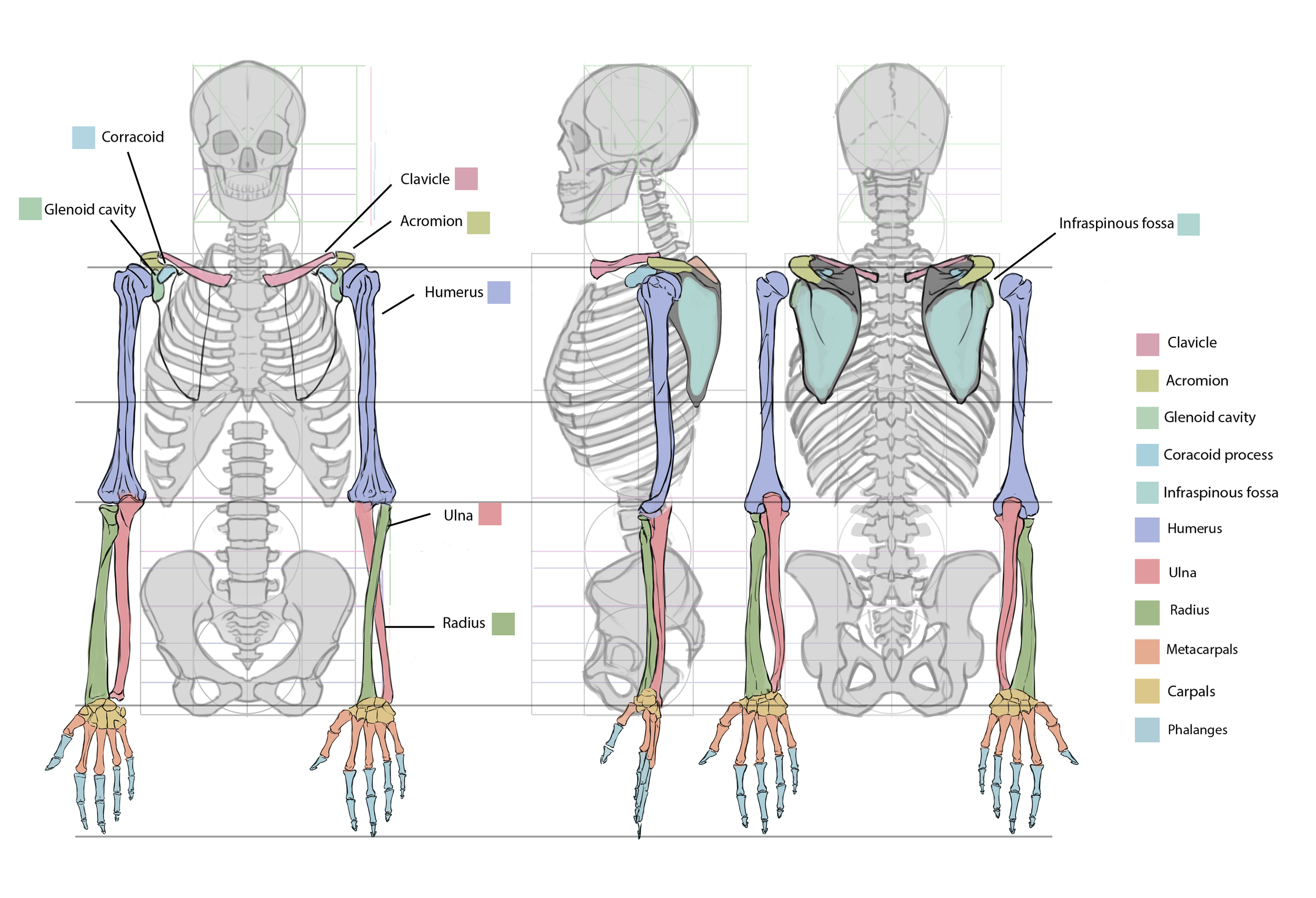 Borisova_Ekaterina_VEED3400_Anatomy_Week3_c.png
