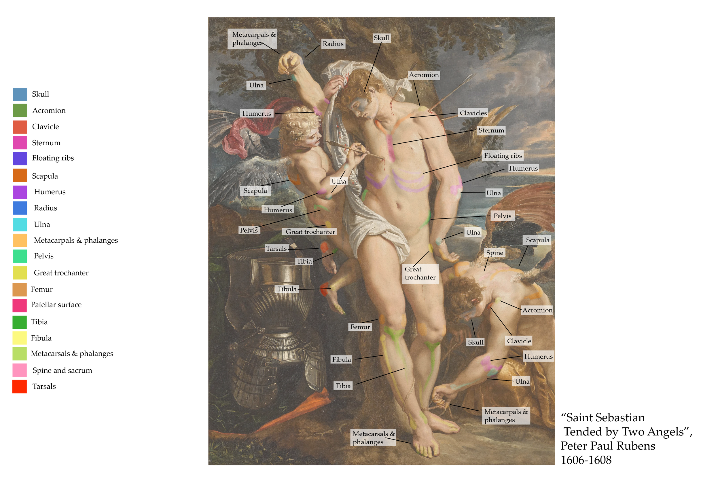 Borisova_Ekaterina_VEED3400_Anatomy_Week5_f.png