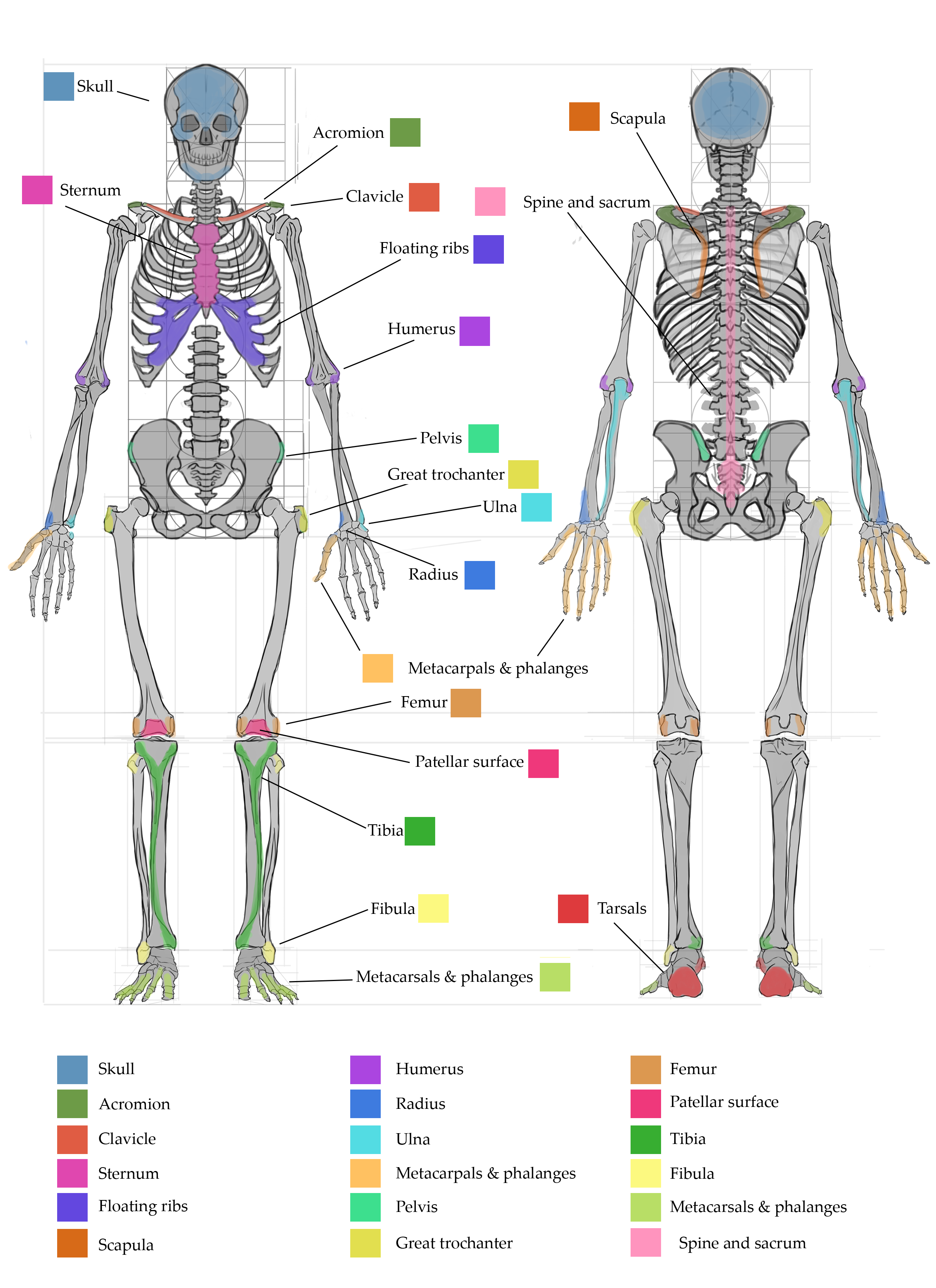 Borisova_Ekaterina_VEED3400_Anatomy_Week5_a.png
