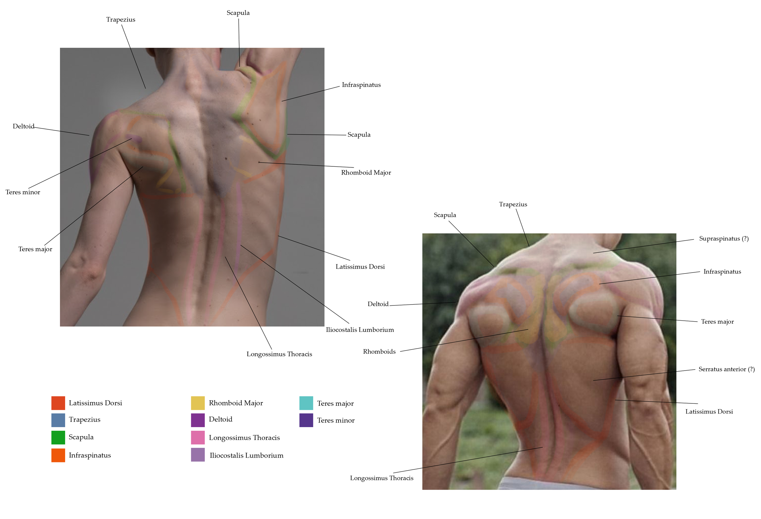 Borisova_Ekaterina_VEED3400_Anatomy_Week7_Photo_b.png