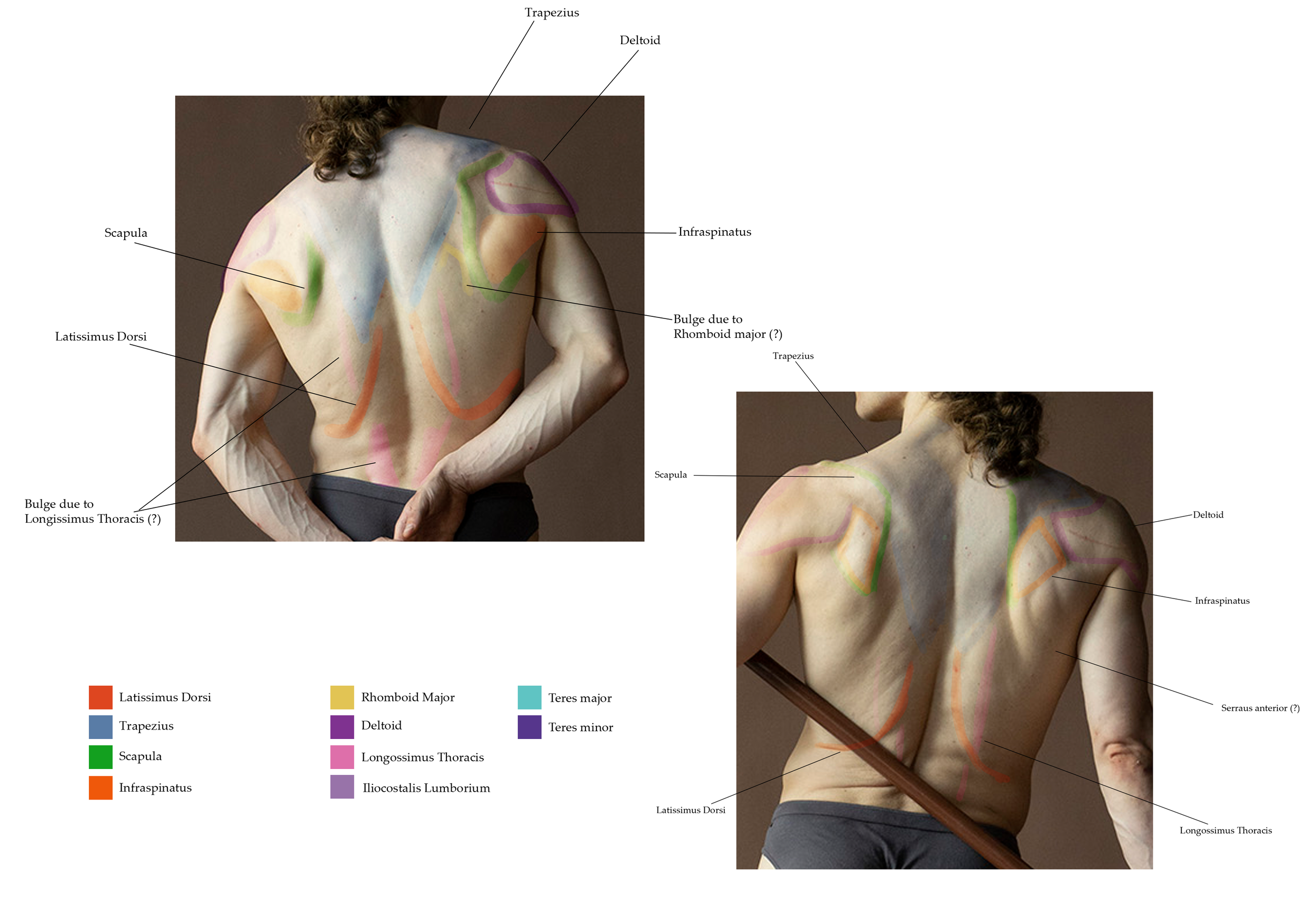 Borisova_Ekaterina_VEED3400_Anatomy_Week7_Photo_a.png