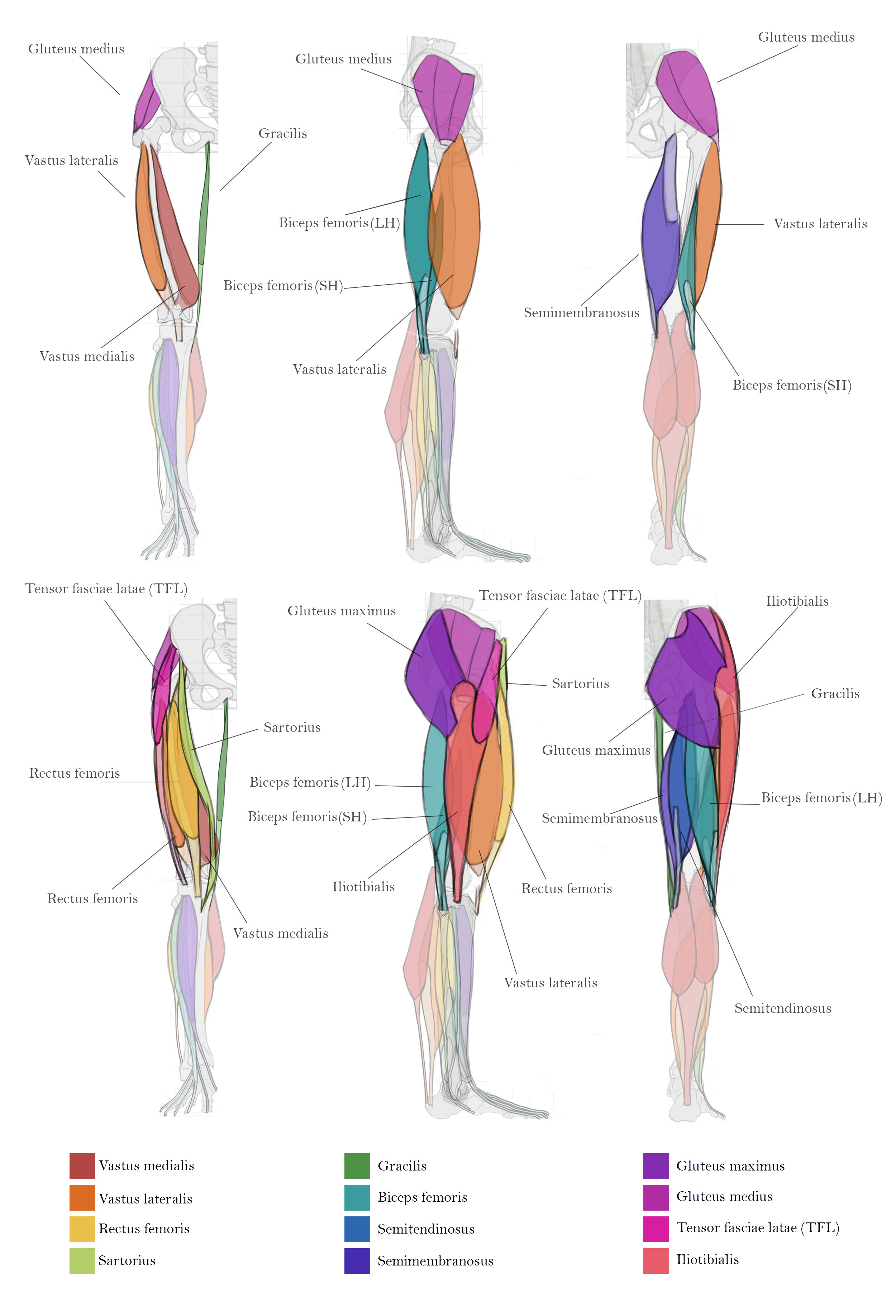 Borisova_Ekaterina_VEED3400_Upper_Leg.png