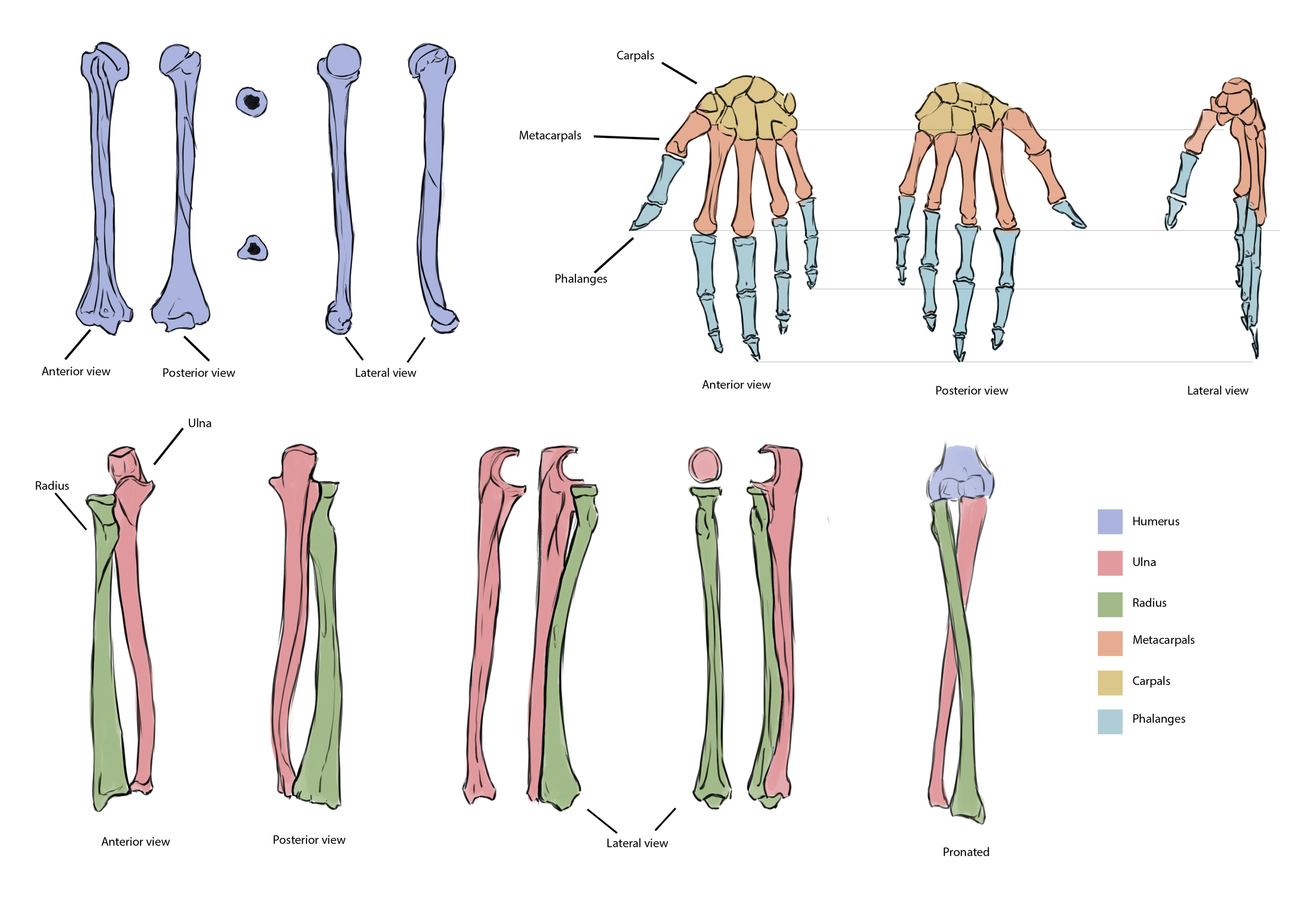 Borisova_Ekaterina_VEED3400_Anatomy_Week3_b.png