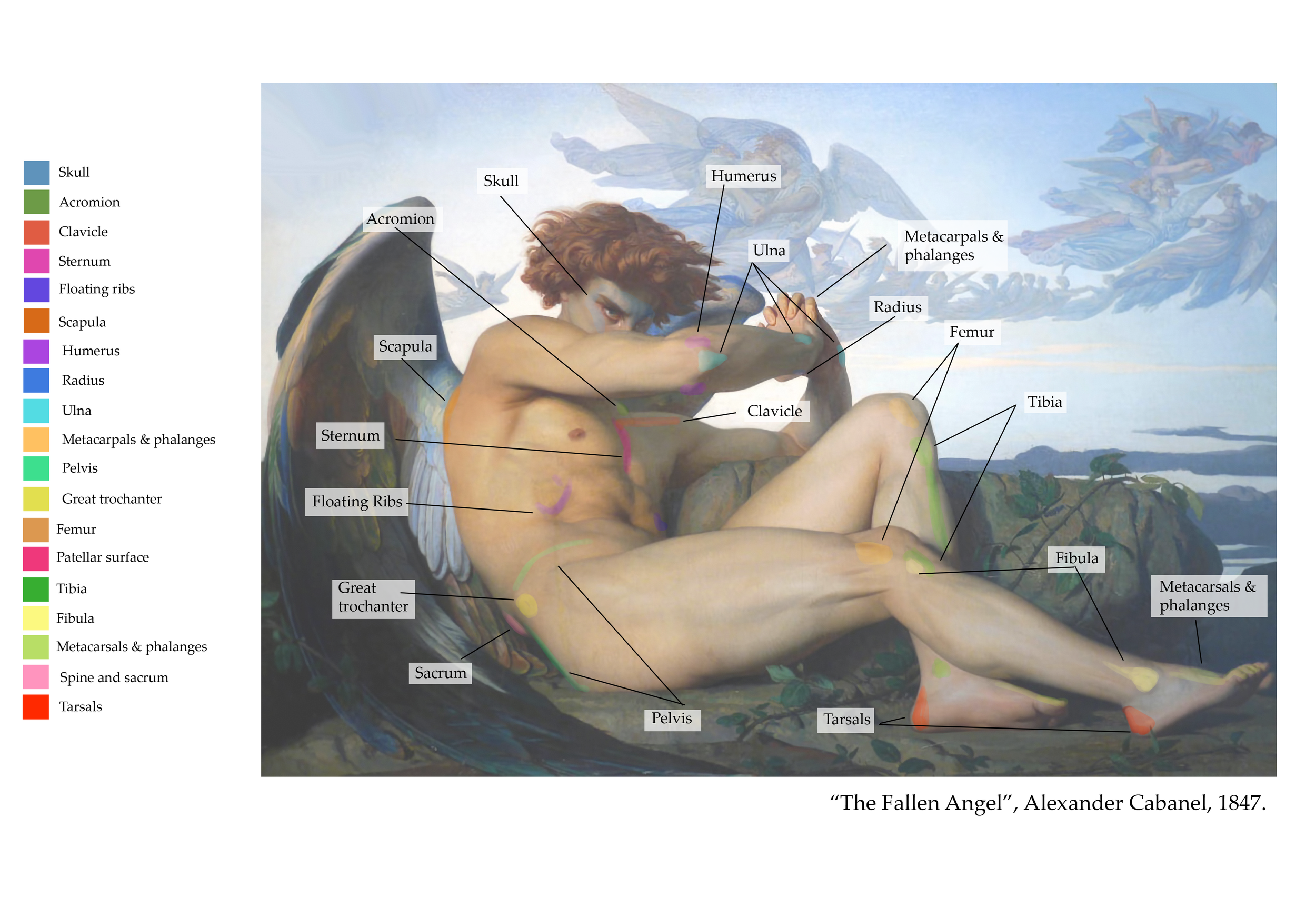 Borisova_Ekaterina_VEED3400_Anatomy_Week5_d.png