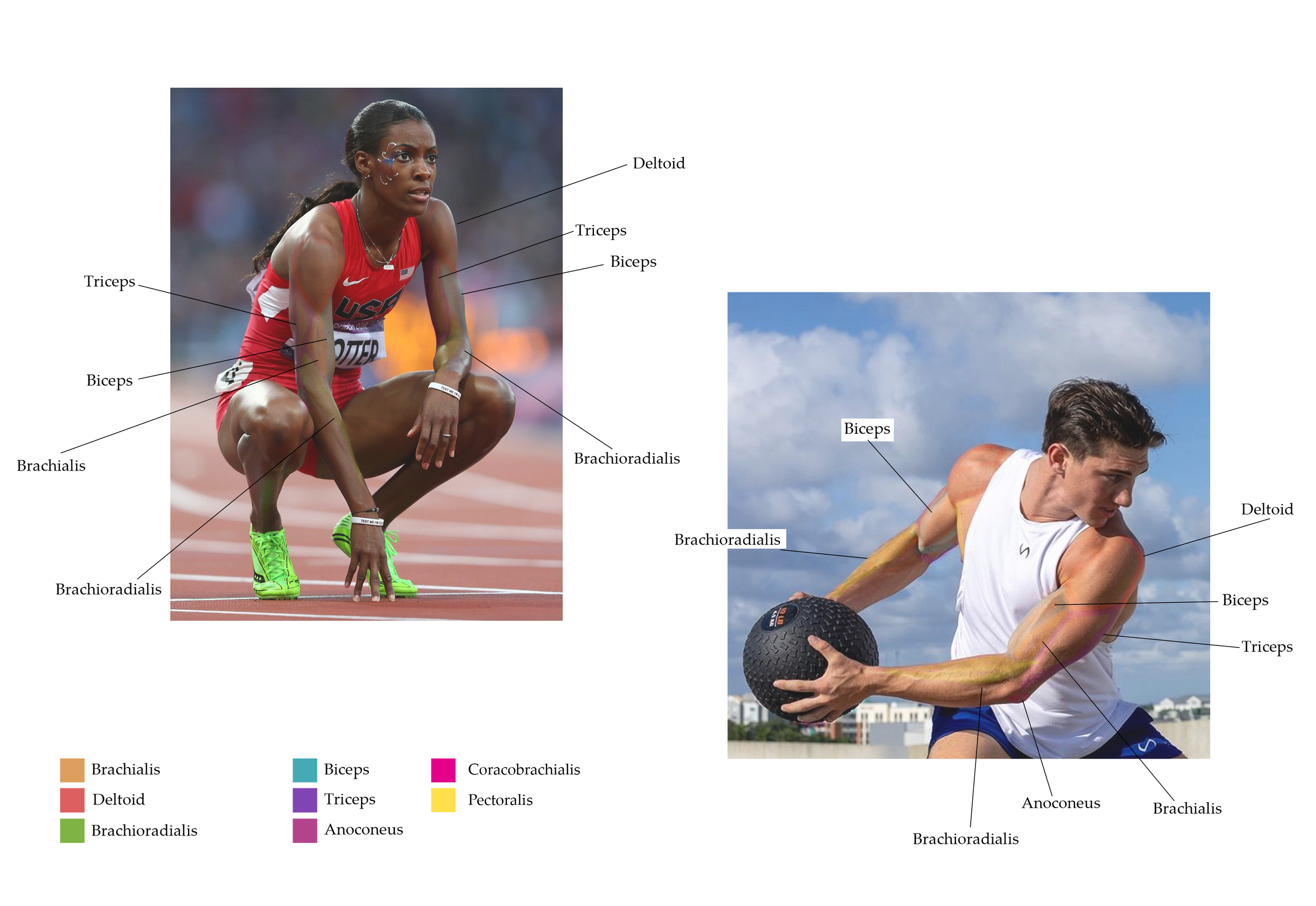 Borisova_Ekaterina_VEED3400_Antomy_Week8_Drawwover_b.png
